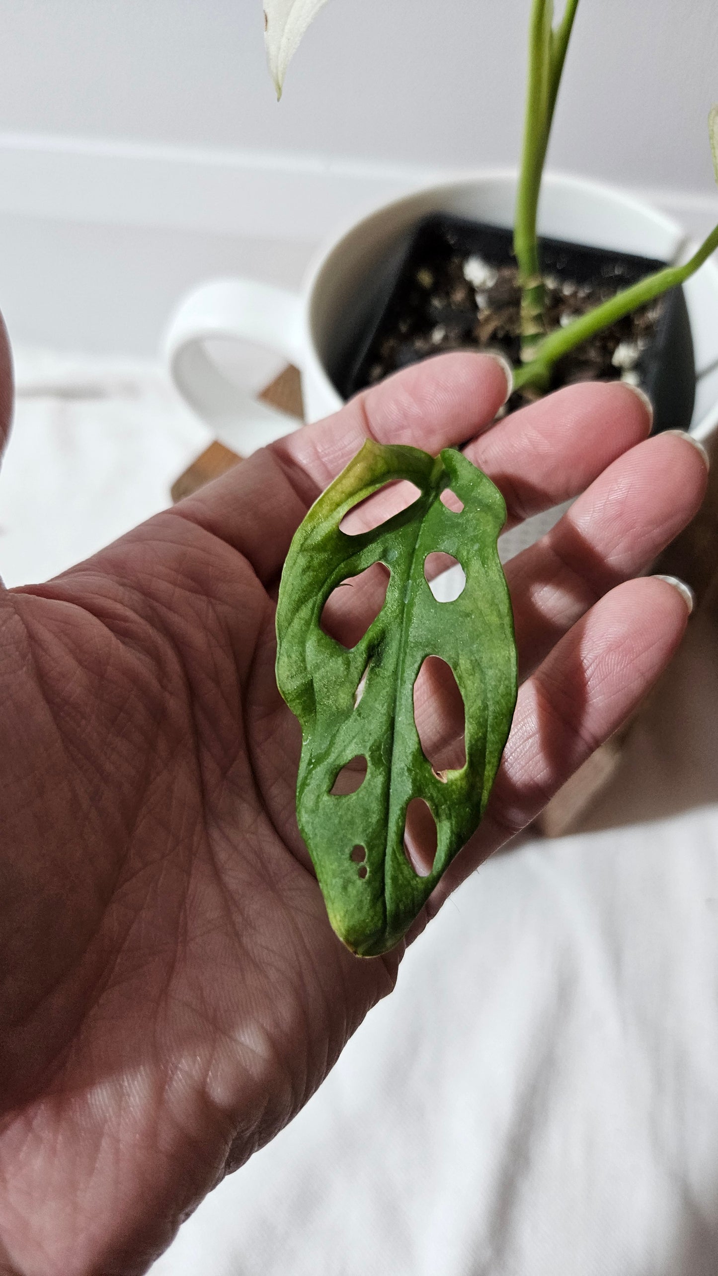 Monstera Andasonii Archipelago Ghost (MON-386)