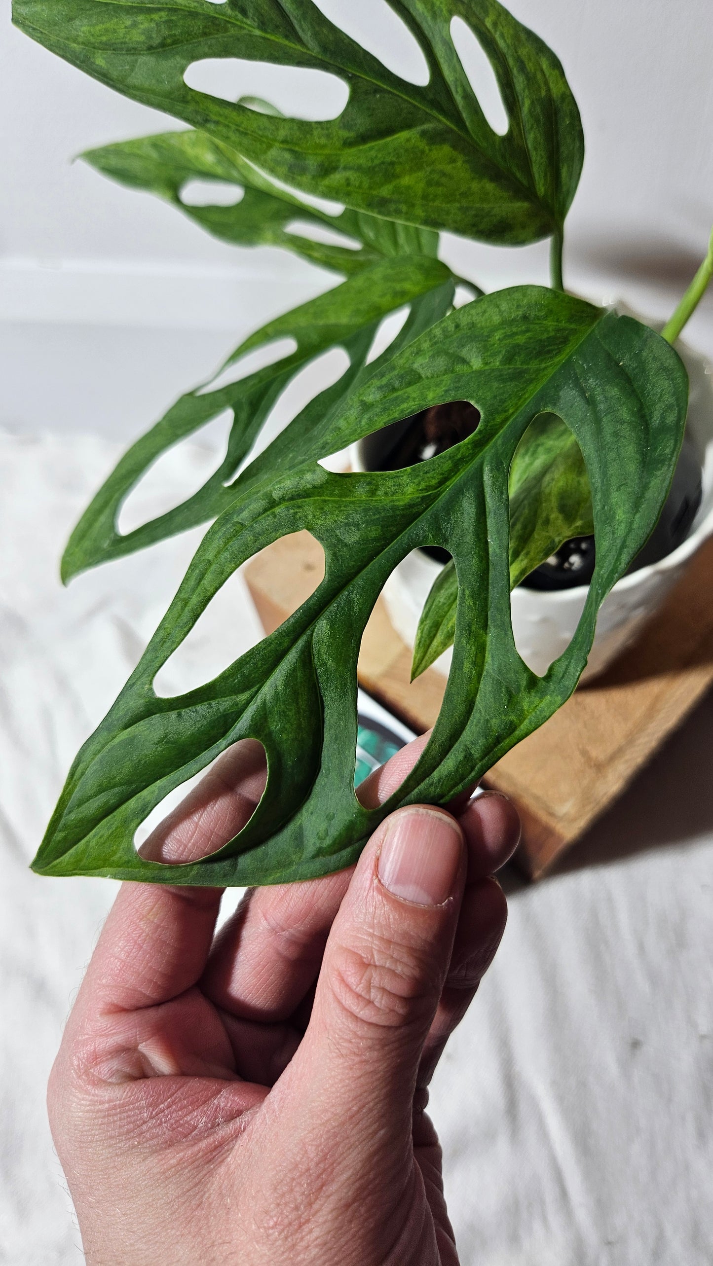 Monstera Andasonii Mint/Indo (MON-351)