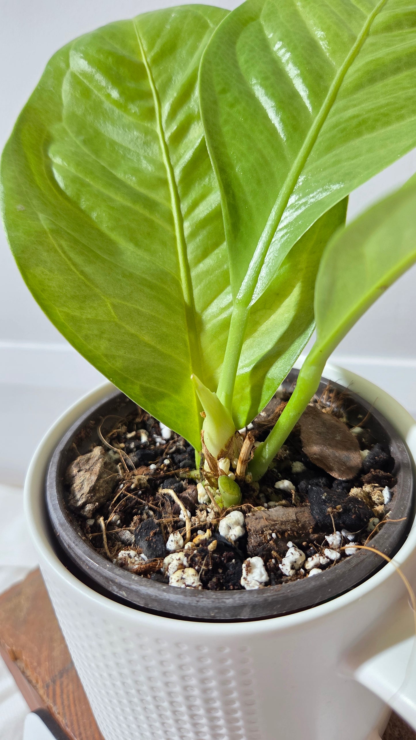 Anthurium Oxycarpum X Reflexinervium "format MOYEN"(ANT-193)