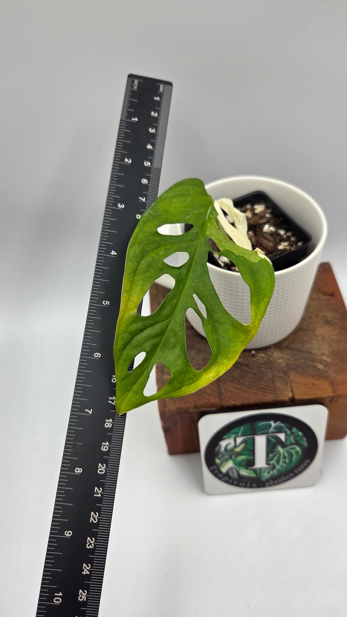 Monstera Andasonii Tricolore (MON-536)