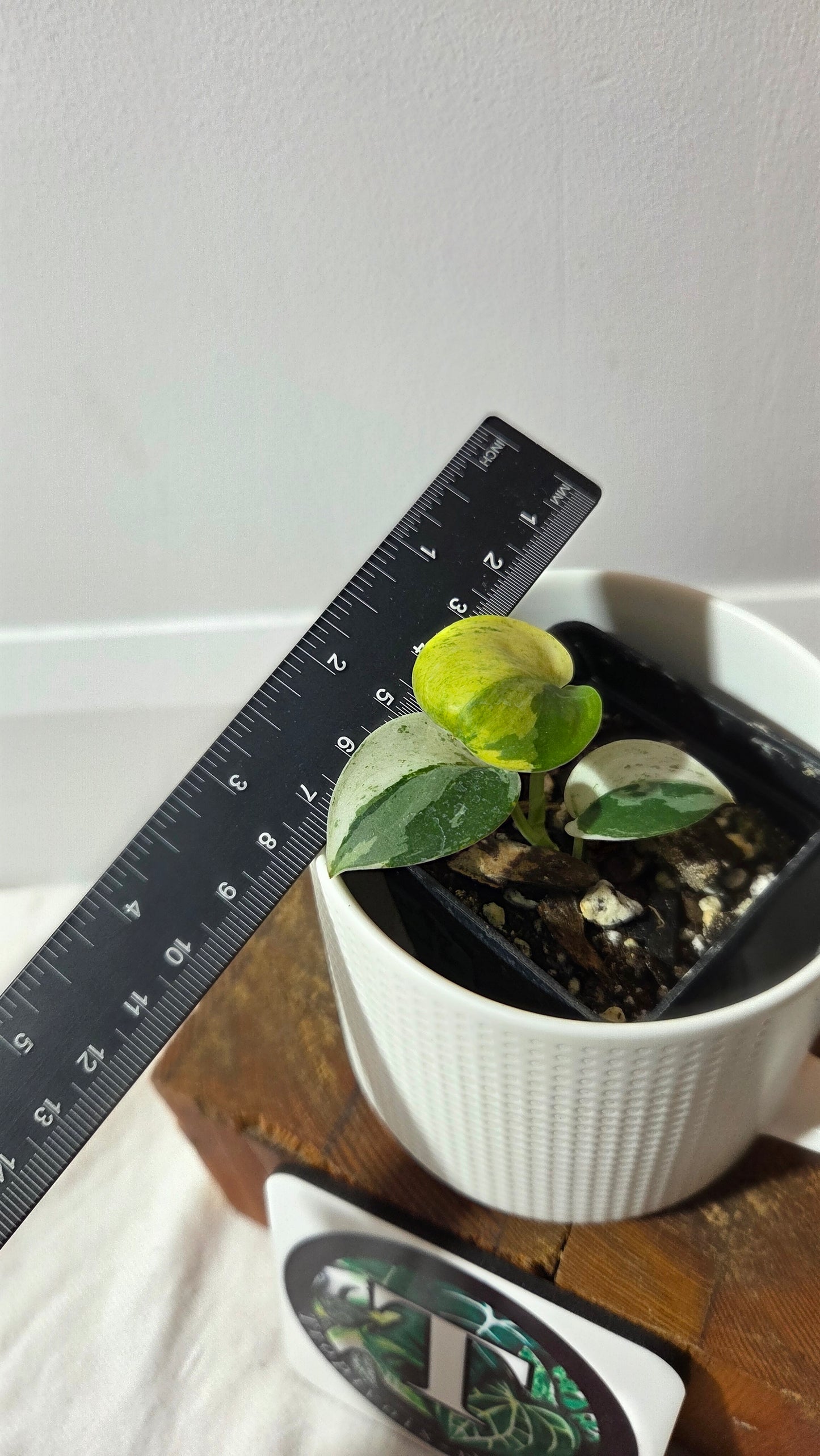 Scindapsus dark Satin Albo (SCI-1420)