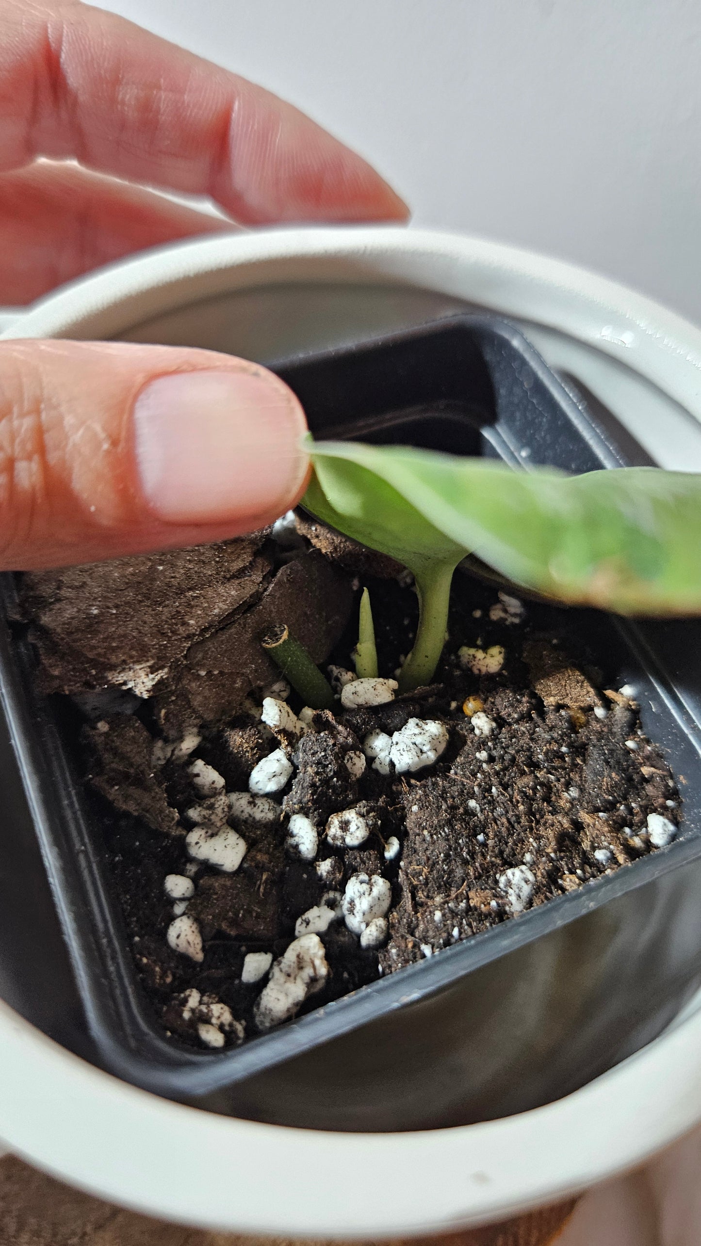 Scindapsus Green Dragon Variegata (SCI-1172)