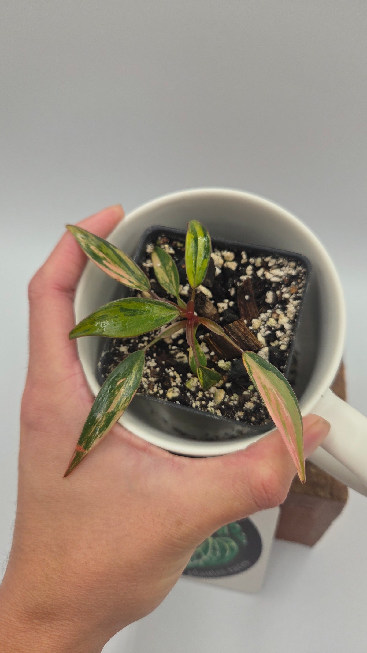 Philodendron Strawberry Shake (PHI-1087)