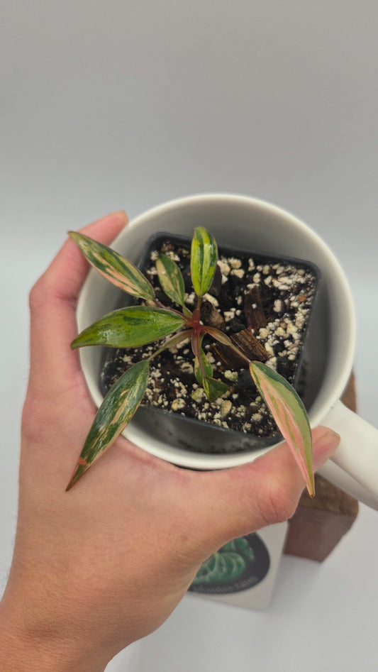 Philodendron Strawberry Shake (PHI-1087)