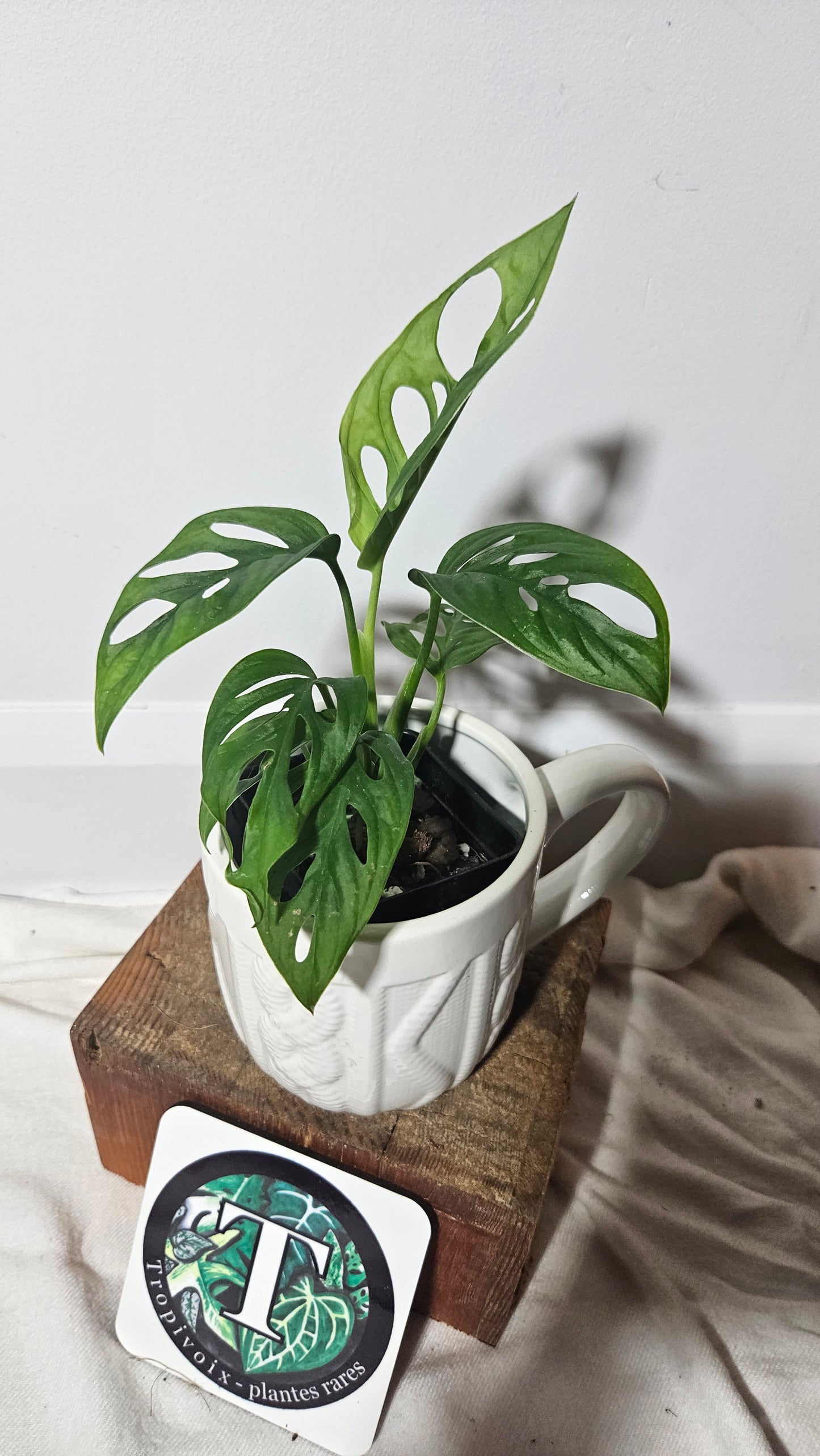 Monstera Andasonii Albo REVERT (MON-251)