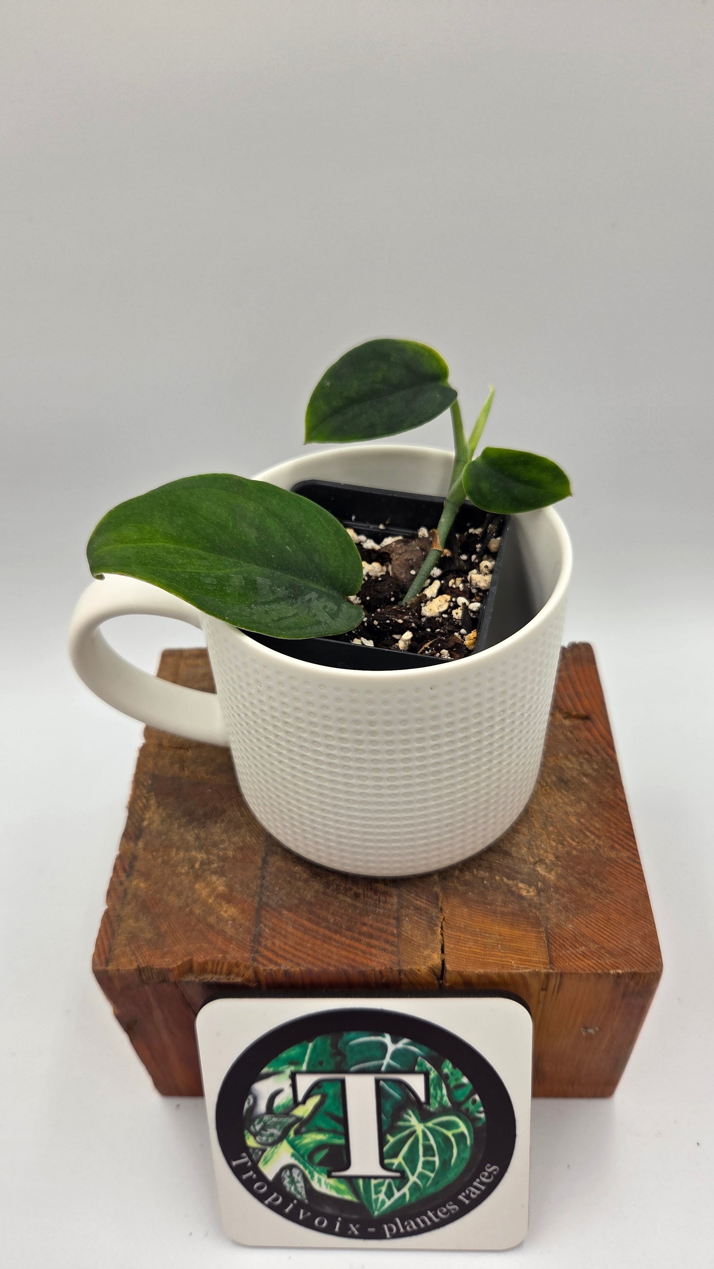 Scindapsus Blurik (SCI-1296)