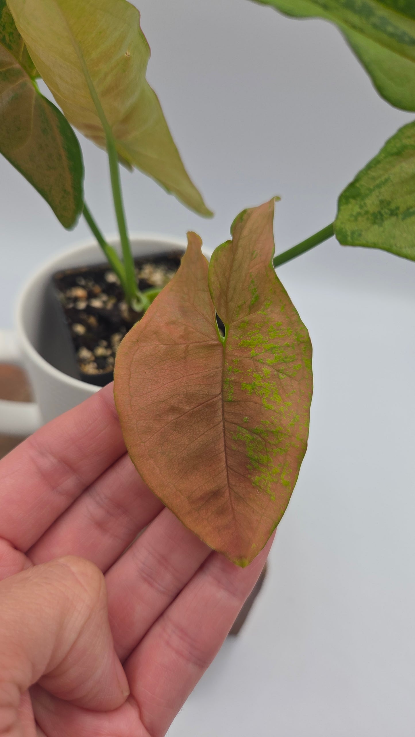 Syngonium Pink Flecked (SYN-519)