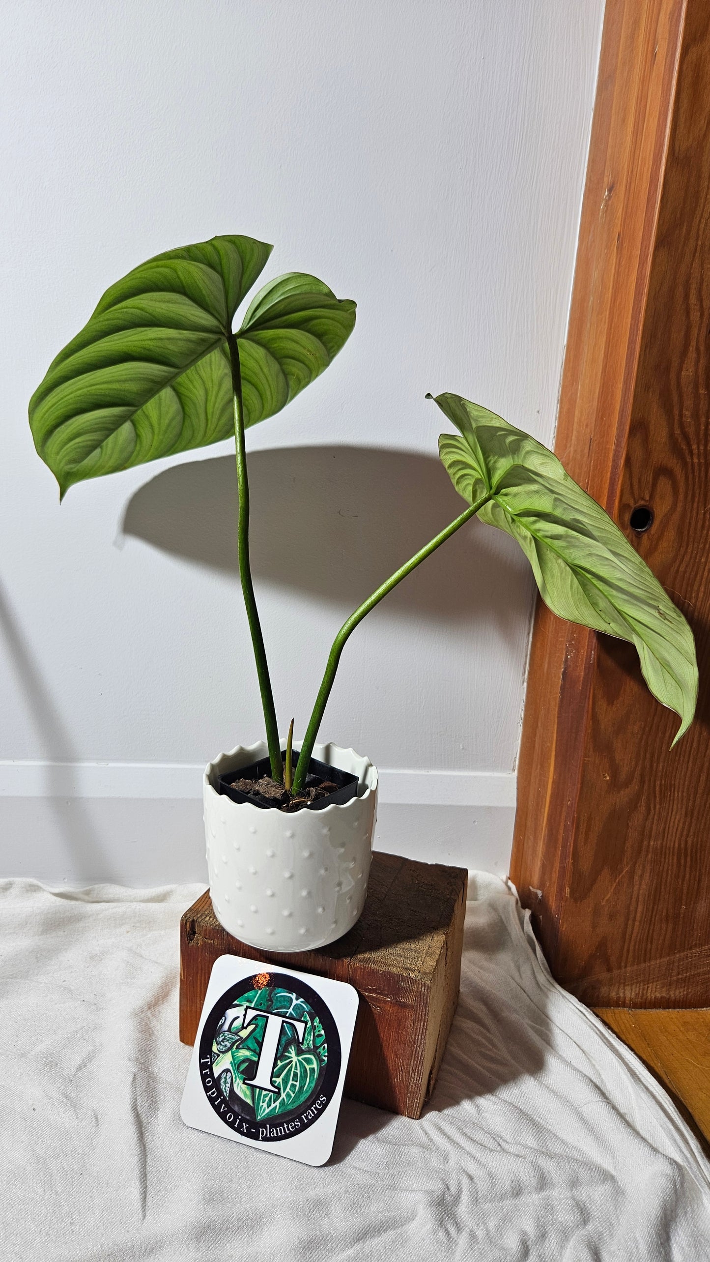 Philodendron Aff Colombia (PHI-530)