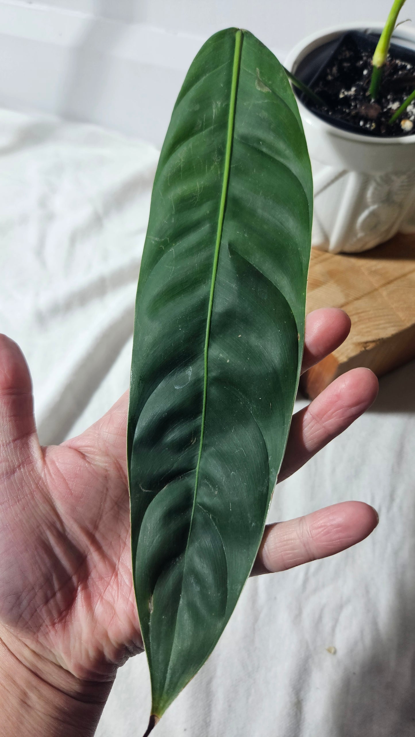 Philodendron Patriciae Black (PHI-645)