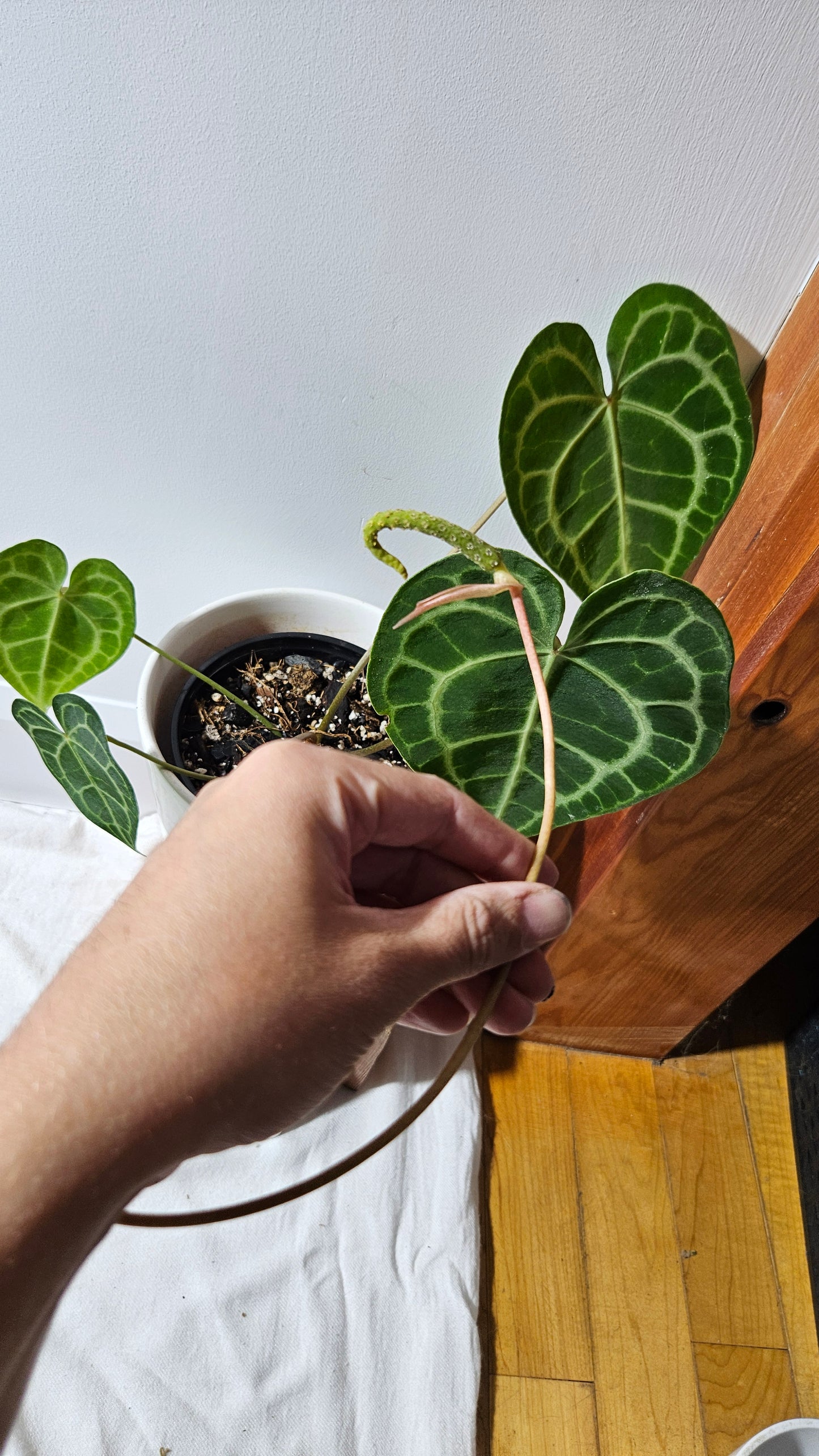 Anthurium  Clarinervium Tarentula "format LARGE" (ANT-567)