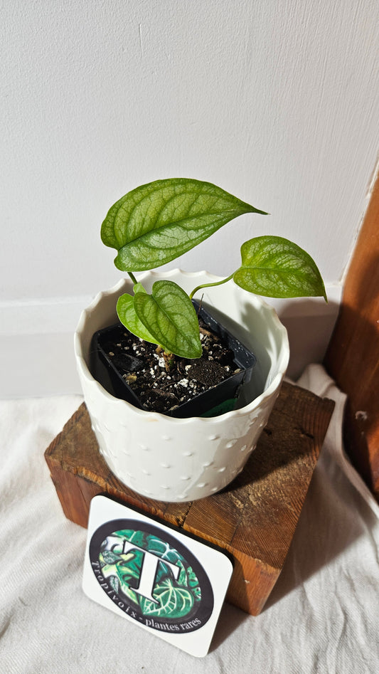 Monstera Siltepecana (MON-157)