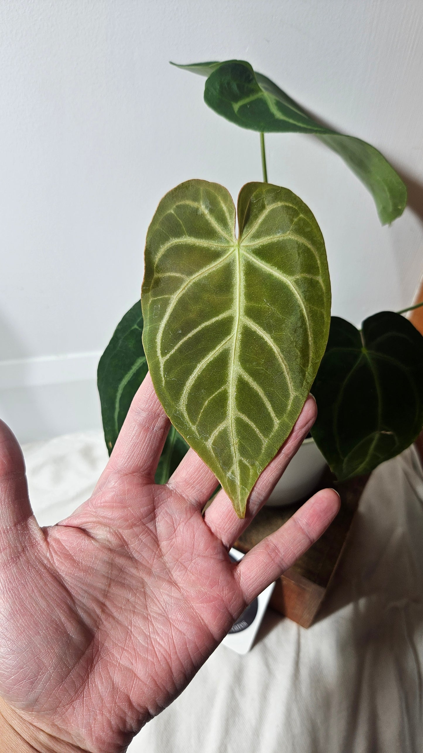 Anthurium Magnificum Velvet "format MOYEN/LARGE"(ANT-191)