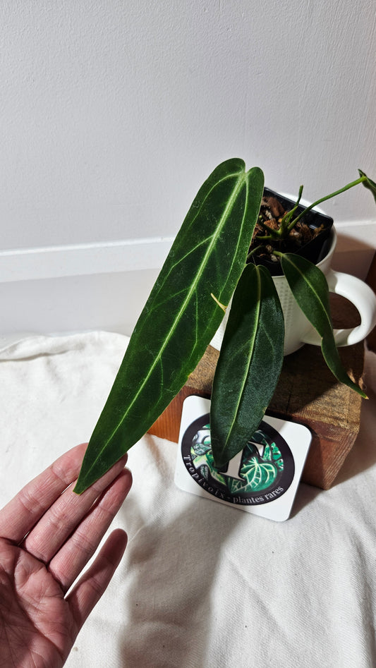 Anthurium Warocqueanum  "format MOYEN"(ANT-629)