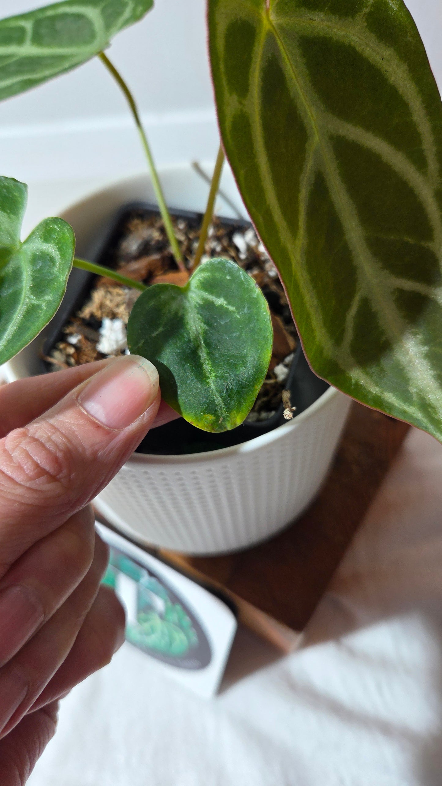 Anthurium Magnificum Radiante "format PETIT"(ANT-647)