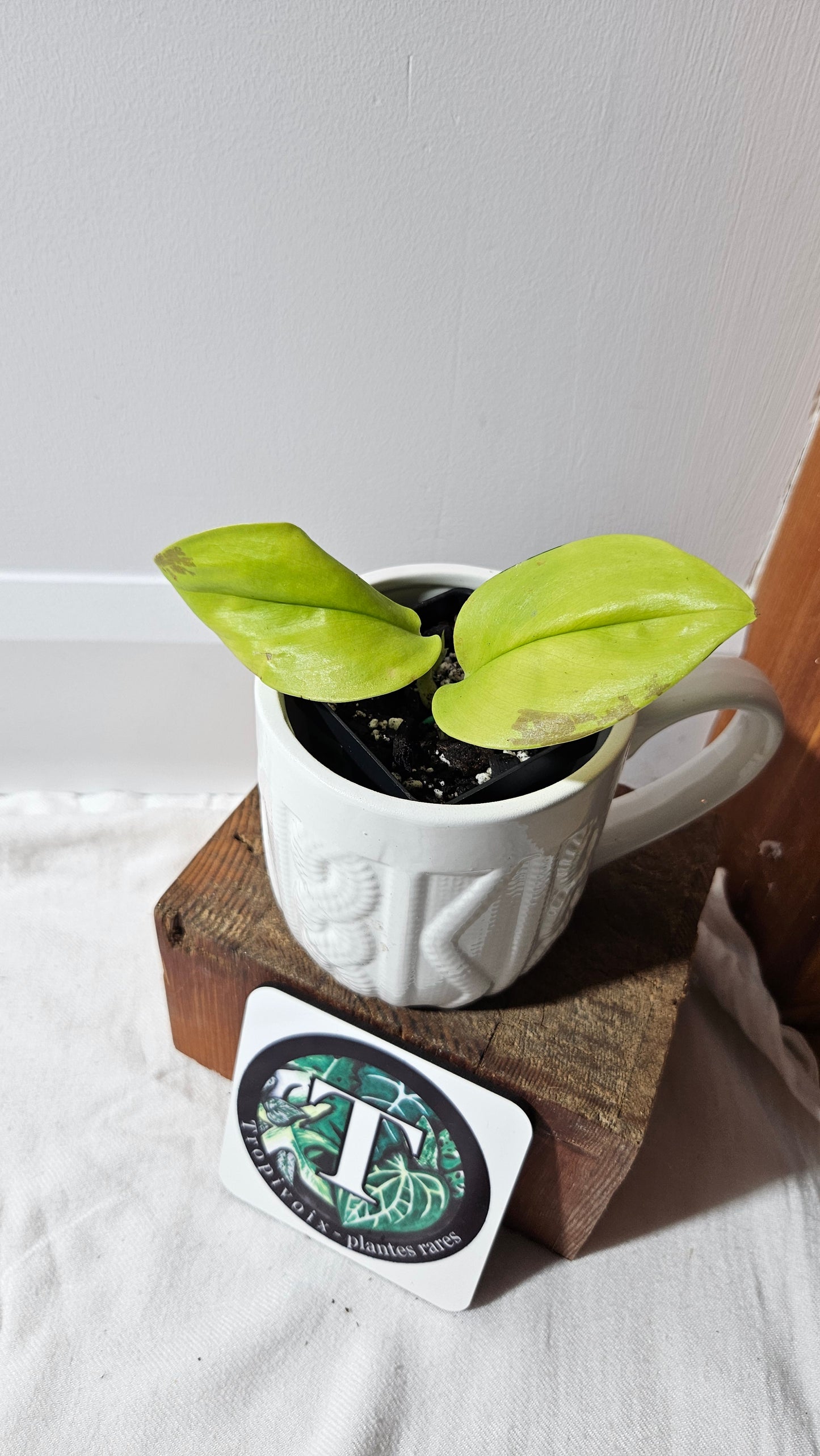 Scindapsus Moonlight Lemon (SCI-1317)