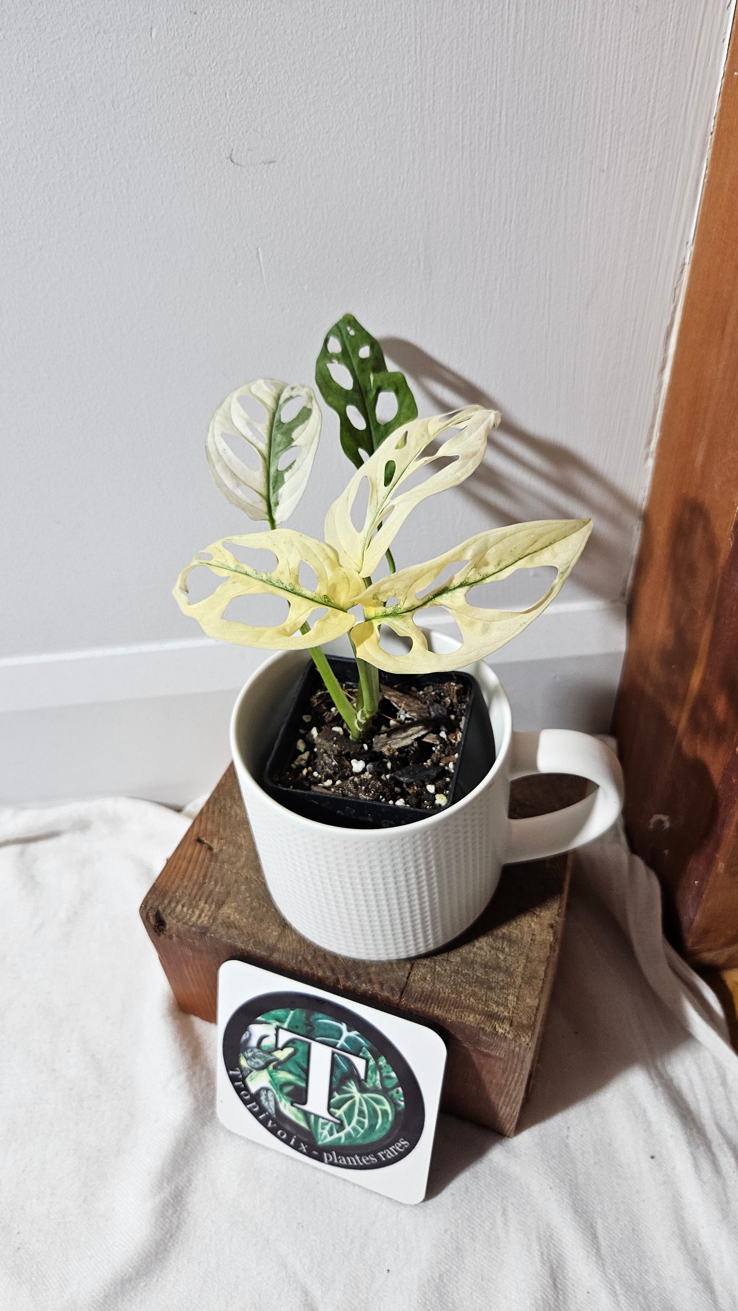 Monstera Andasonii Archipelago Ghost (MON-386)