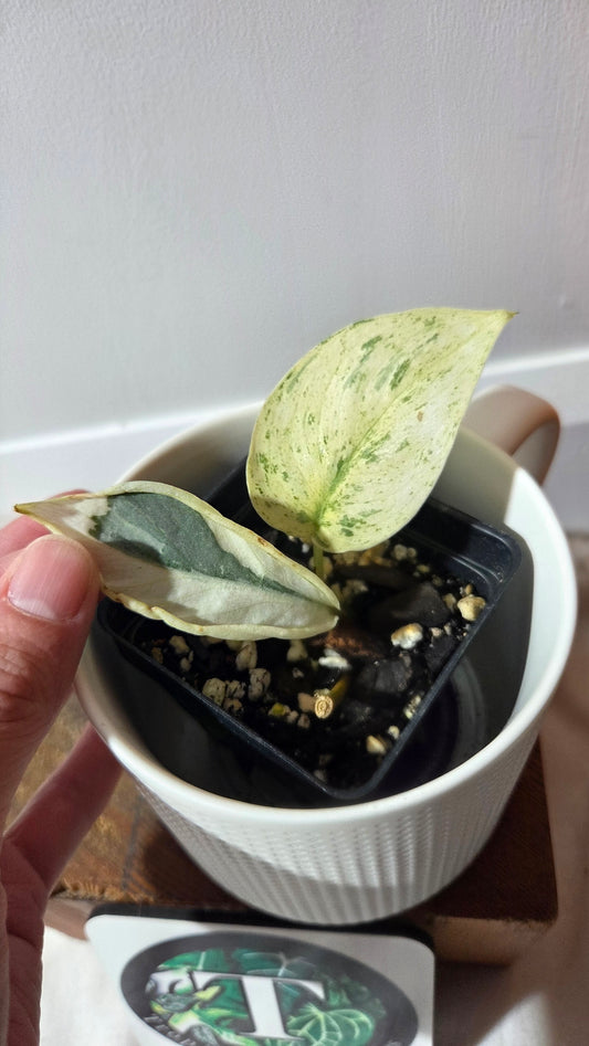 Scindapsus Simbara Mutation (SCI-1387)