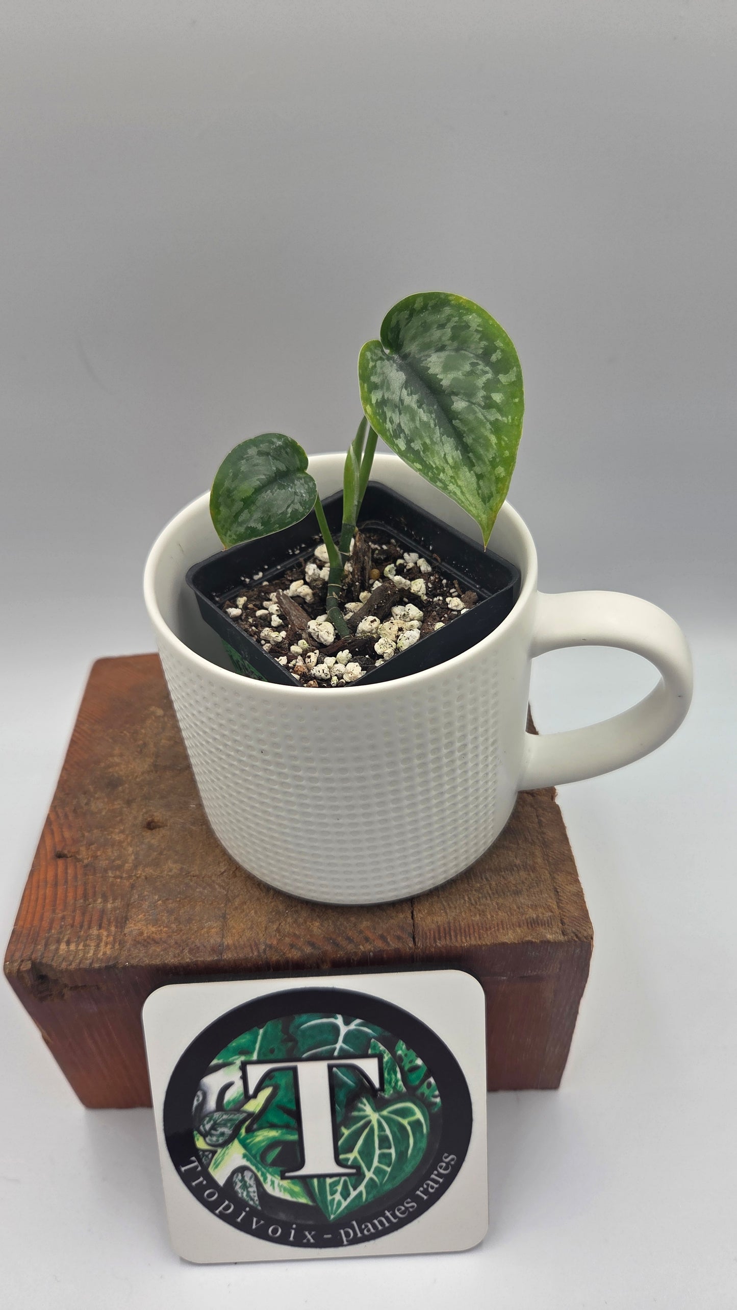 Scindapsus Dark Princess Tricolore (SCI-1473)