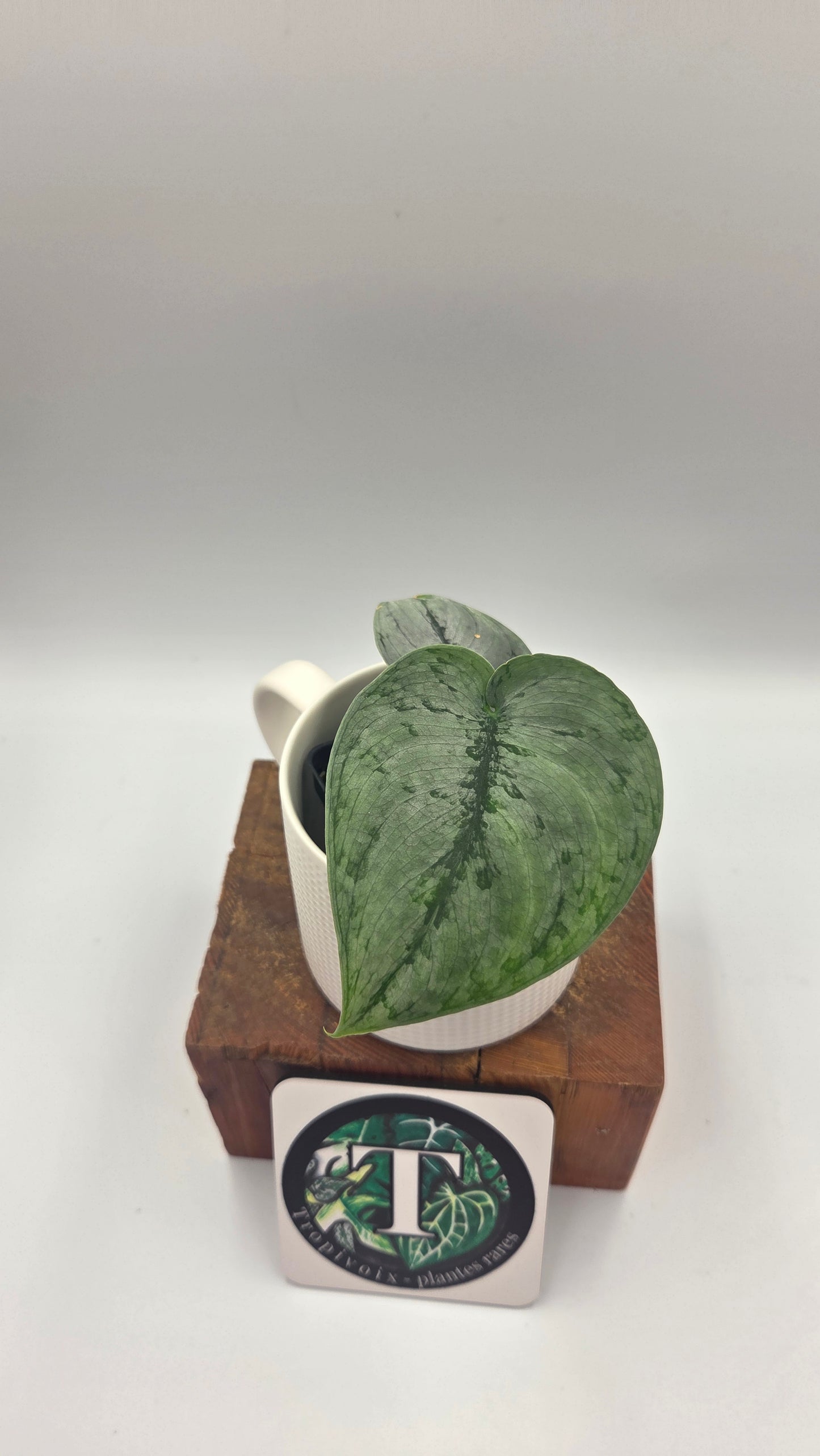 Scindapsus Silver Lava (SCI-1498)