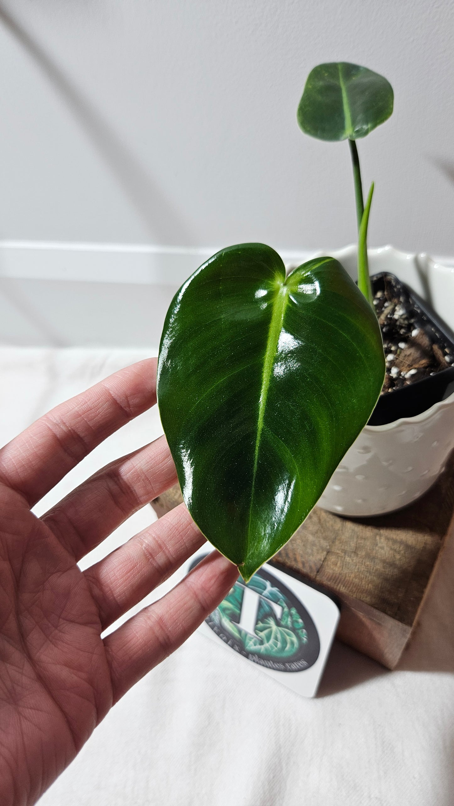 Philodendron Ilsemanii Green (PHI-527)