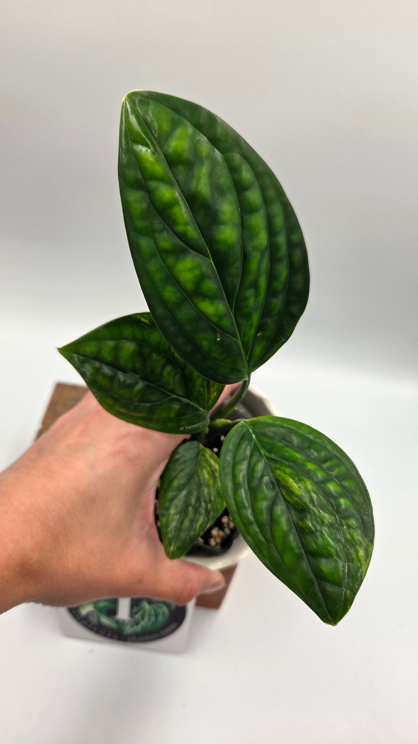 Monstera Karstenianum/Peru Variegata (MON-539)