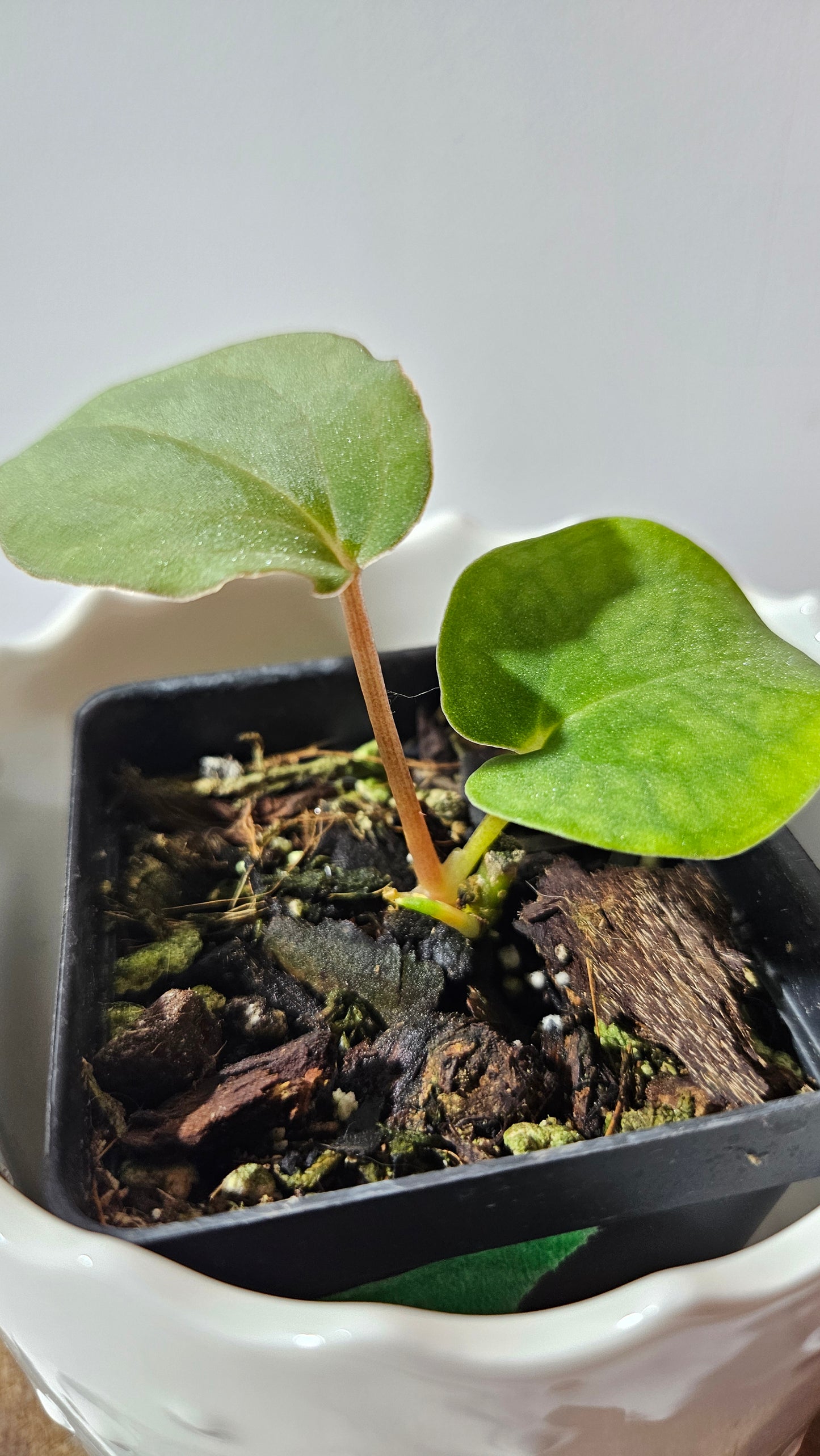 Anthurium Black Velvet Panama"format PETIT" (ANT-466)