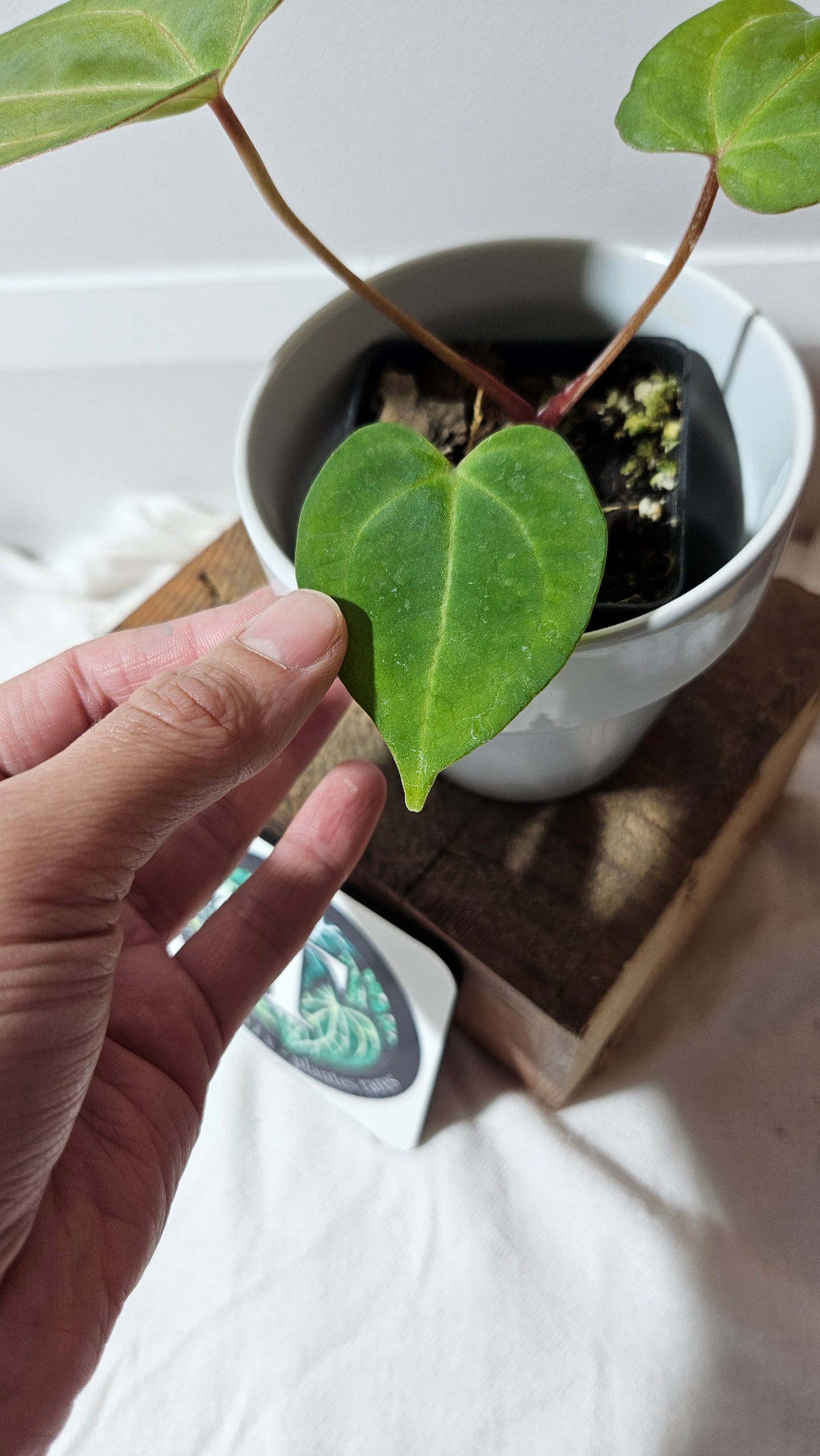 Anthurium  AOS Indo "format SEEDLING" (ANT-181)