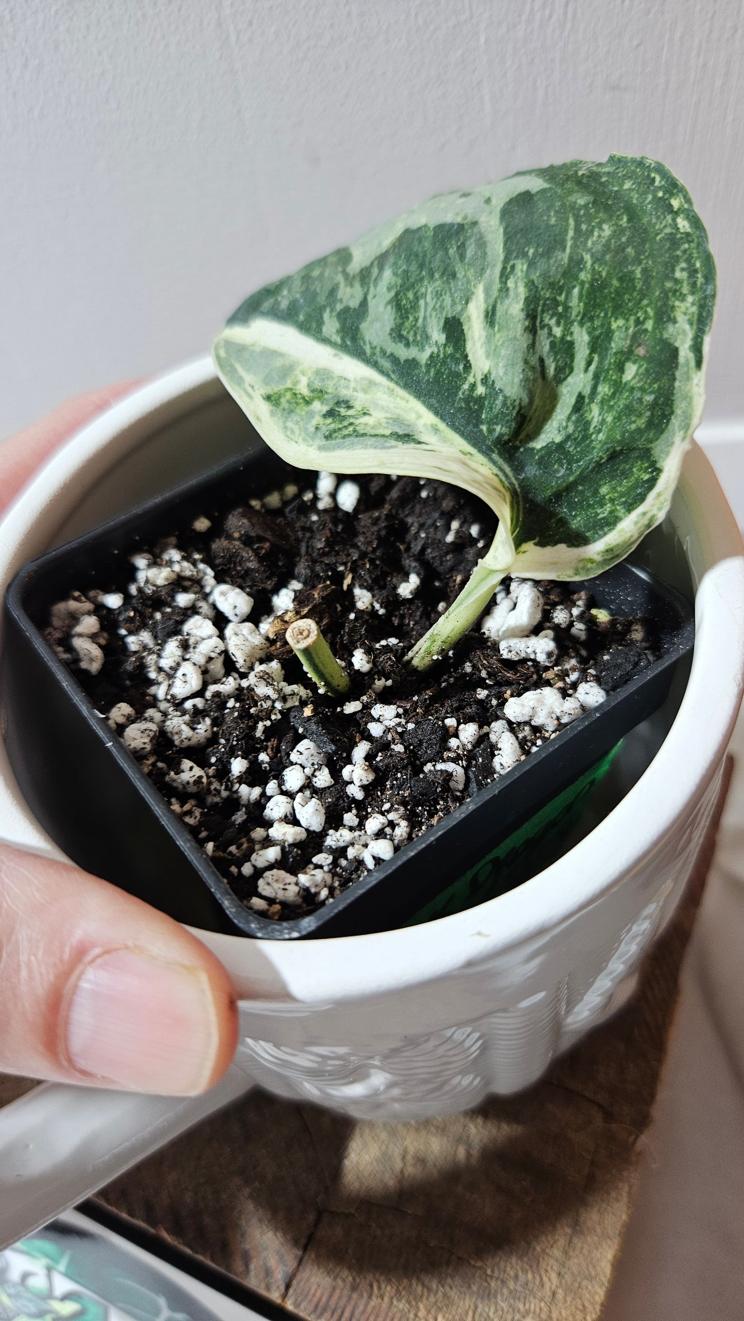 Scindapsus Black Dragon white (SCI-1074)