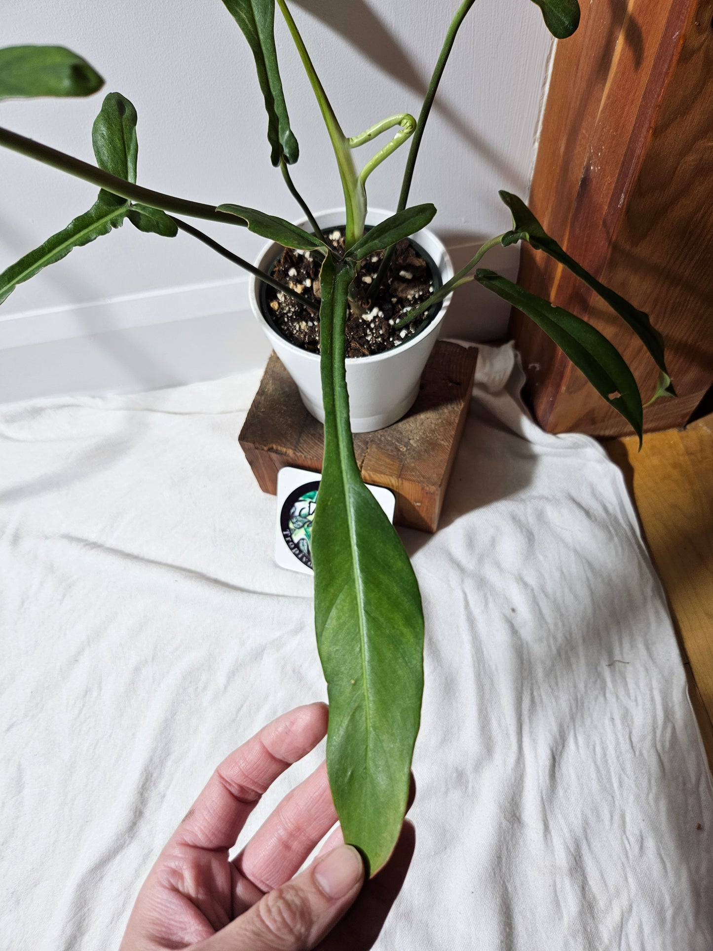 Philodendron Joepii (PHI-375)