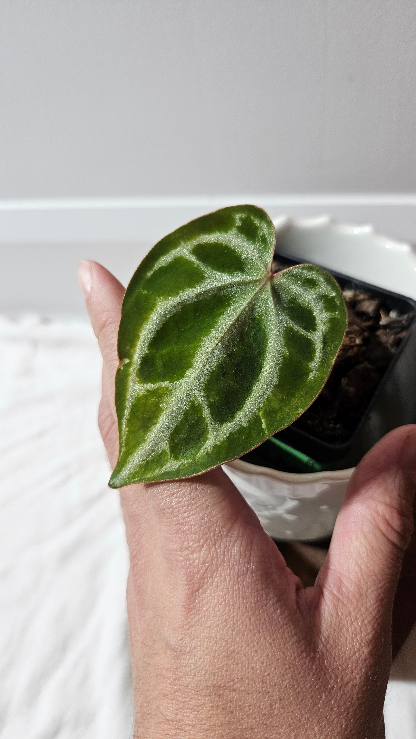 Anthurium Domino Hybrid "format PETIT" (ANT-622)