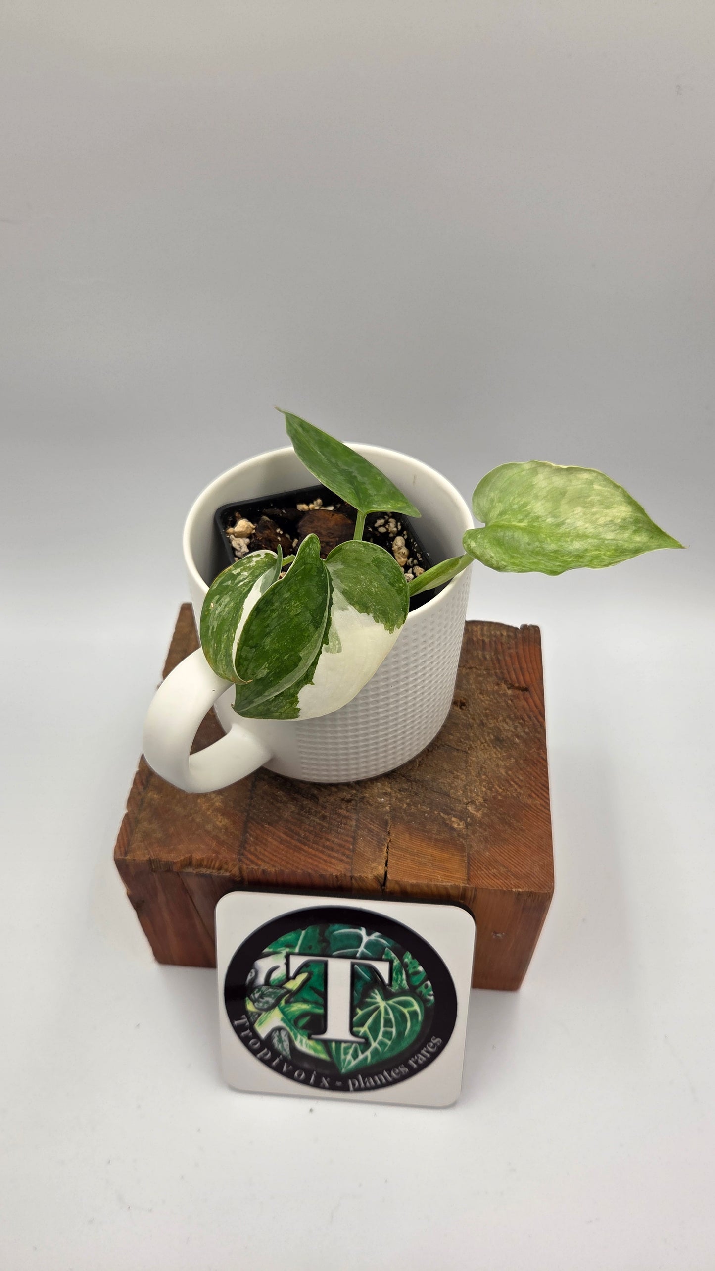 Scindapsus Silver Tattoo Variegata (SCI-817)