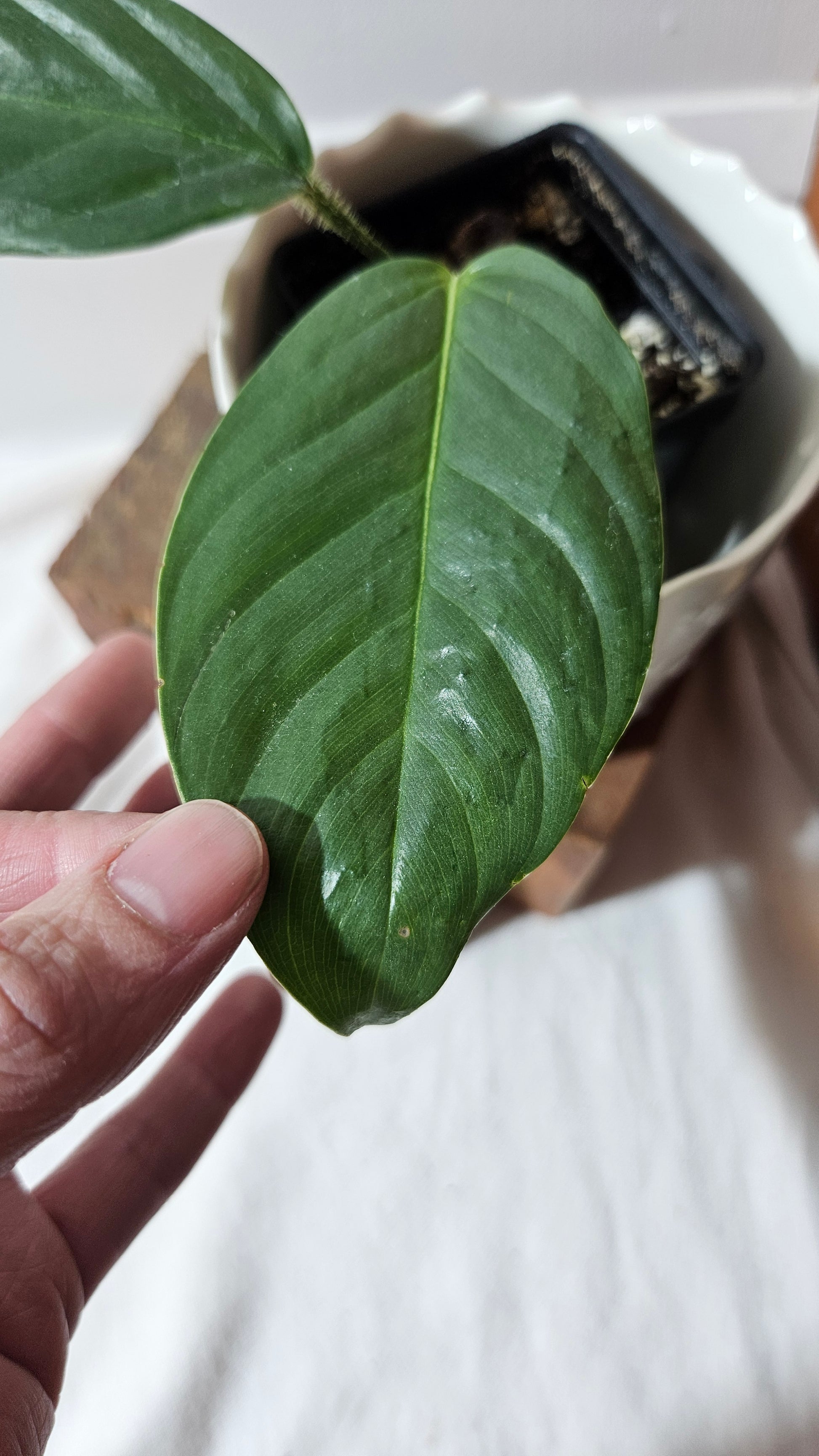 genevievianum philodendron Philodendron Genevievianum (PHI-521) – Tropivoix