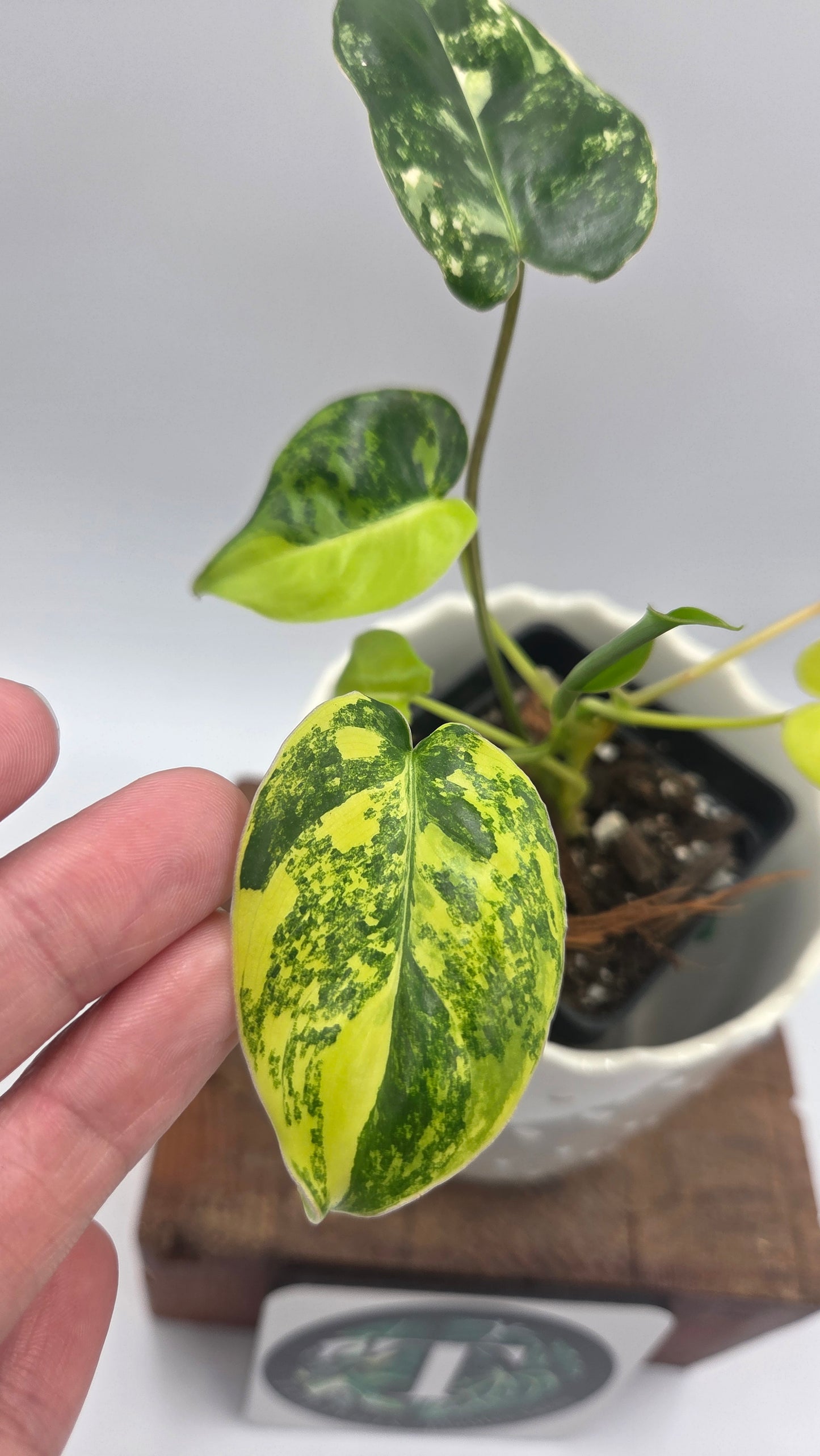 Philodendron Burlemarx Variegata (PHI-1062)