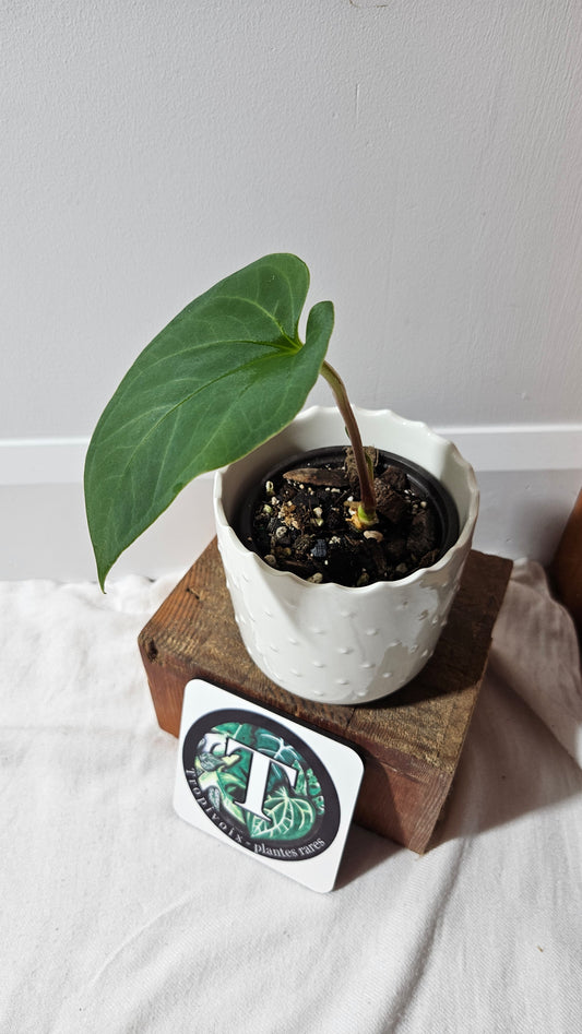 Anthurium Tiwintza Velvet "SMALL format" (ANT-190)