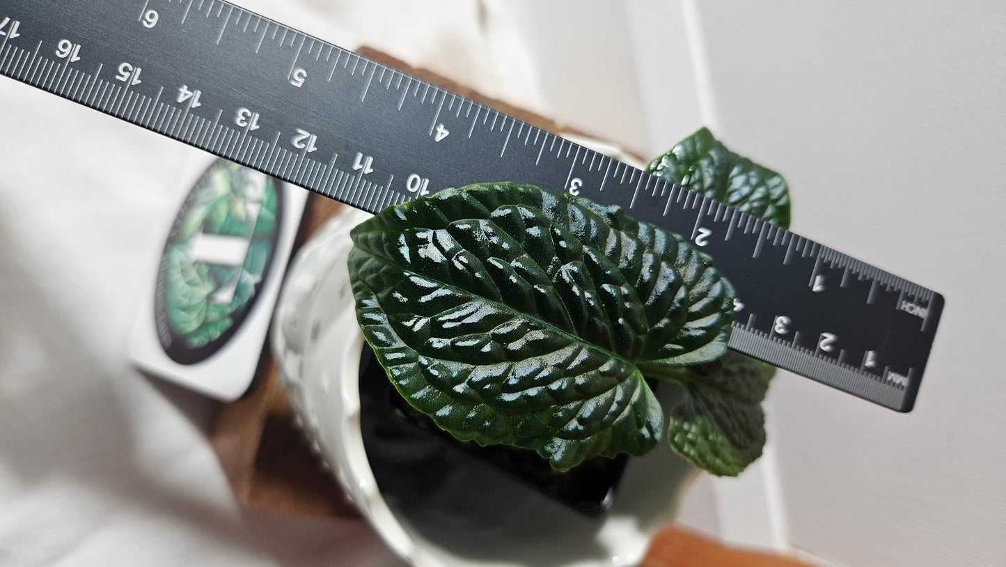 Anthurium Splendidum "format PETIT" (ANT-628)