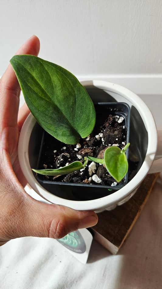 Scindapsus Blurik (SCI-1296)