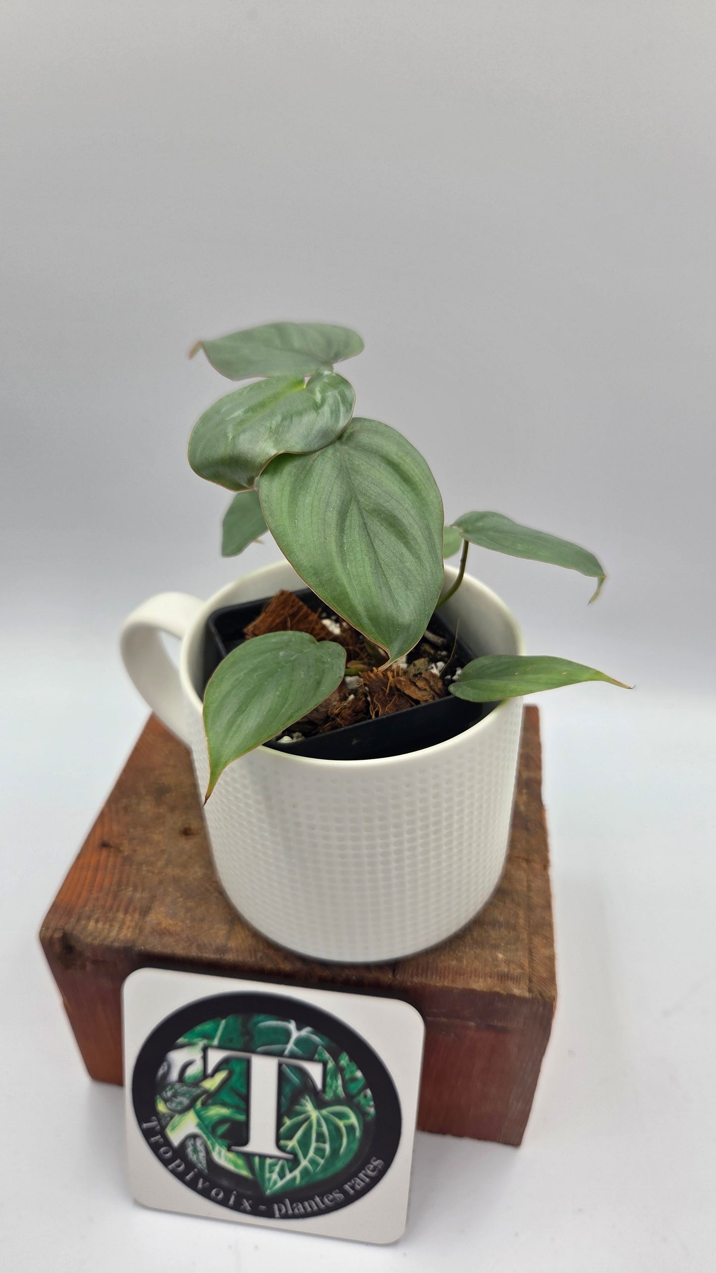 Philodendron Pastazanum Aff Silver (PHI-1073)