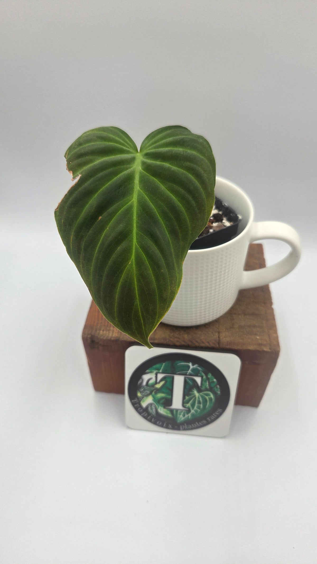 Philodendron Splendide (PHI-1095)