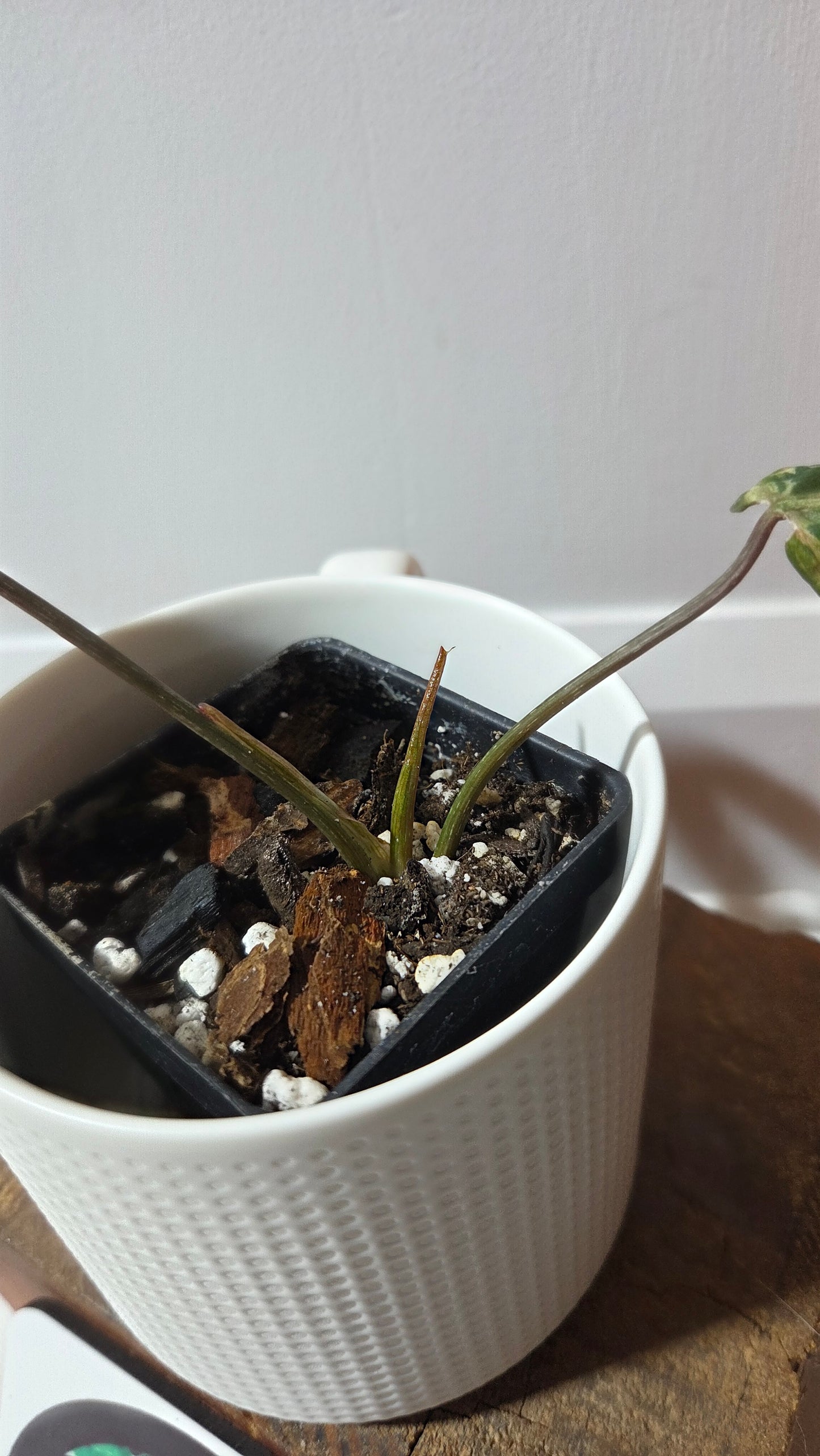 Philodendron Gloriosum "Snow leopard" (PHI-1001)