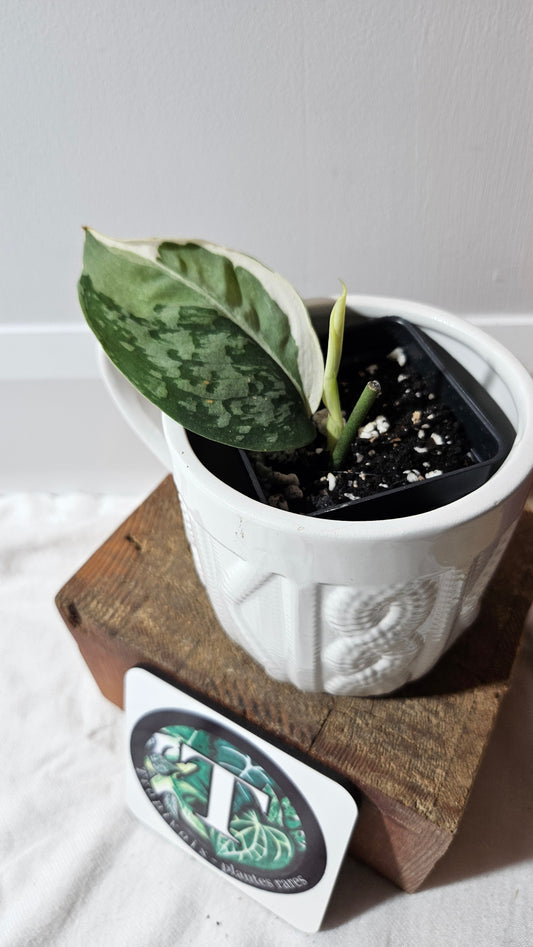 Scindapsus Simbara Mutation (SCI-1312)