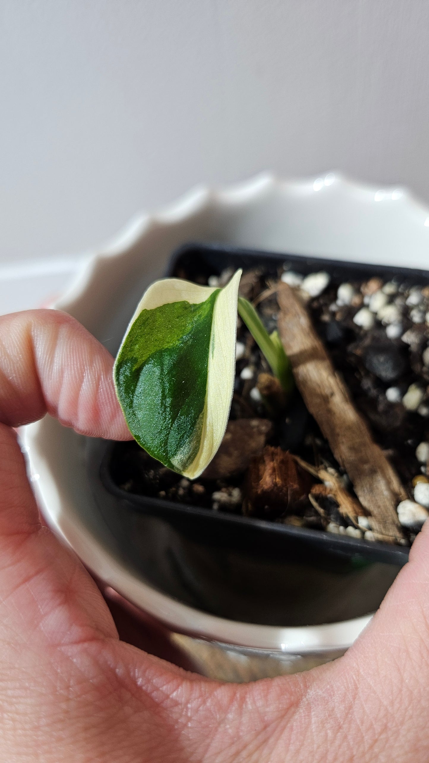 Monstera Andasonii Tricolore (MON-452)