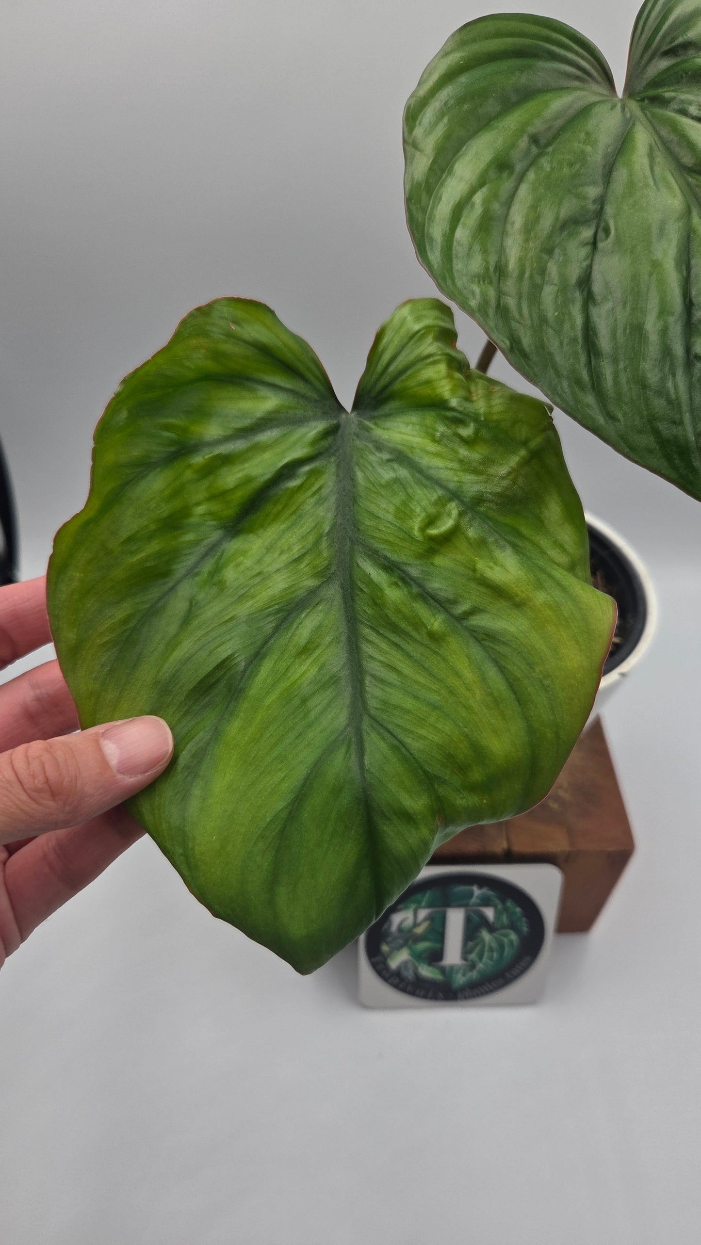 Philodendron Aff Colombia Black(PHI-638)