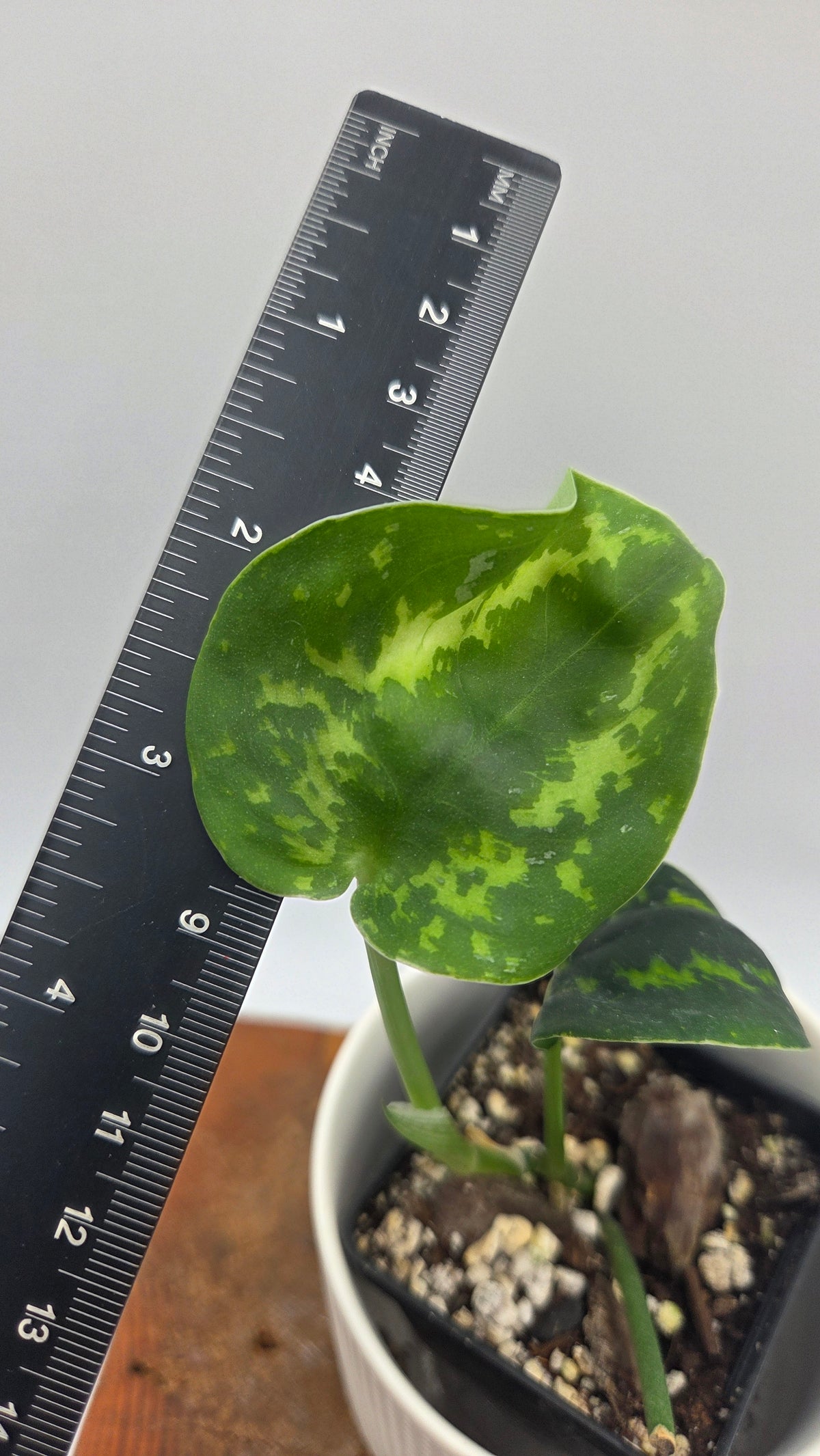 Scindapsus Macan (SCI-1532)