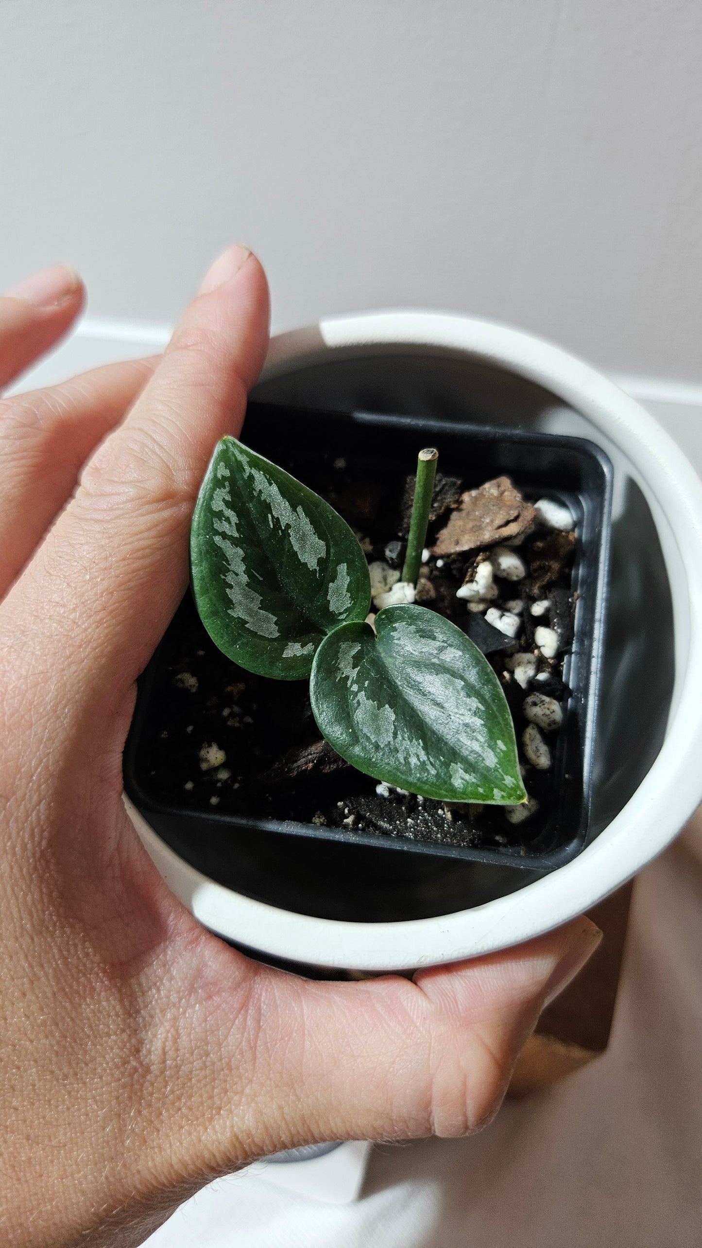 Scindapsus Dark Tricolore (SCI-1220)