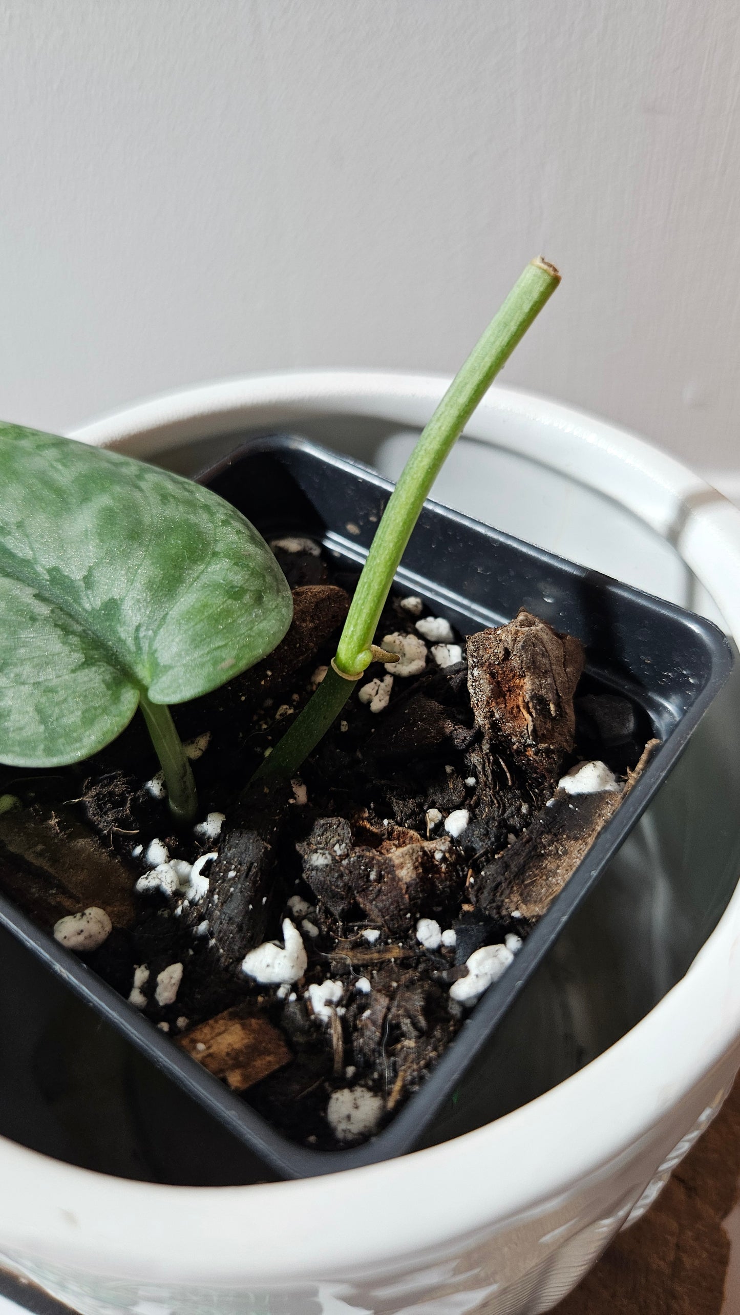 Scindapsus Halimoon (SCI-1105)