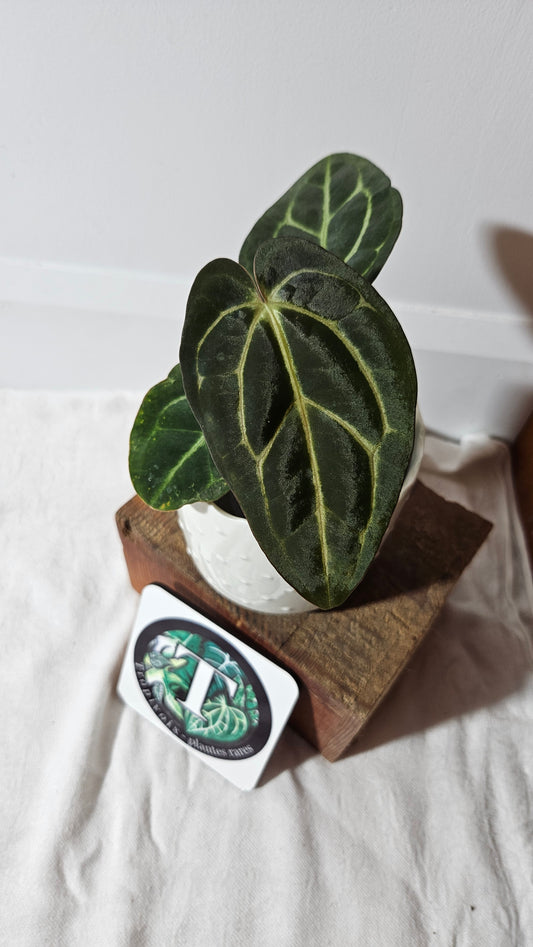 Anthurium  Carlablackiae (d'équateur) "format PETIT/MOYEN" (ANT-405)