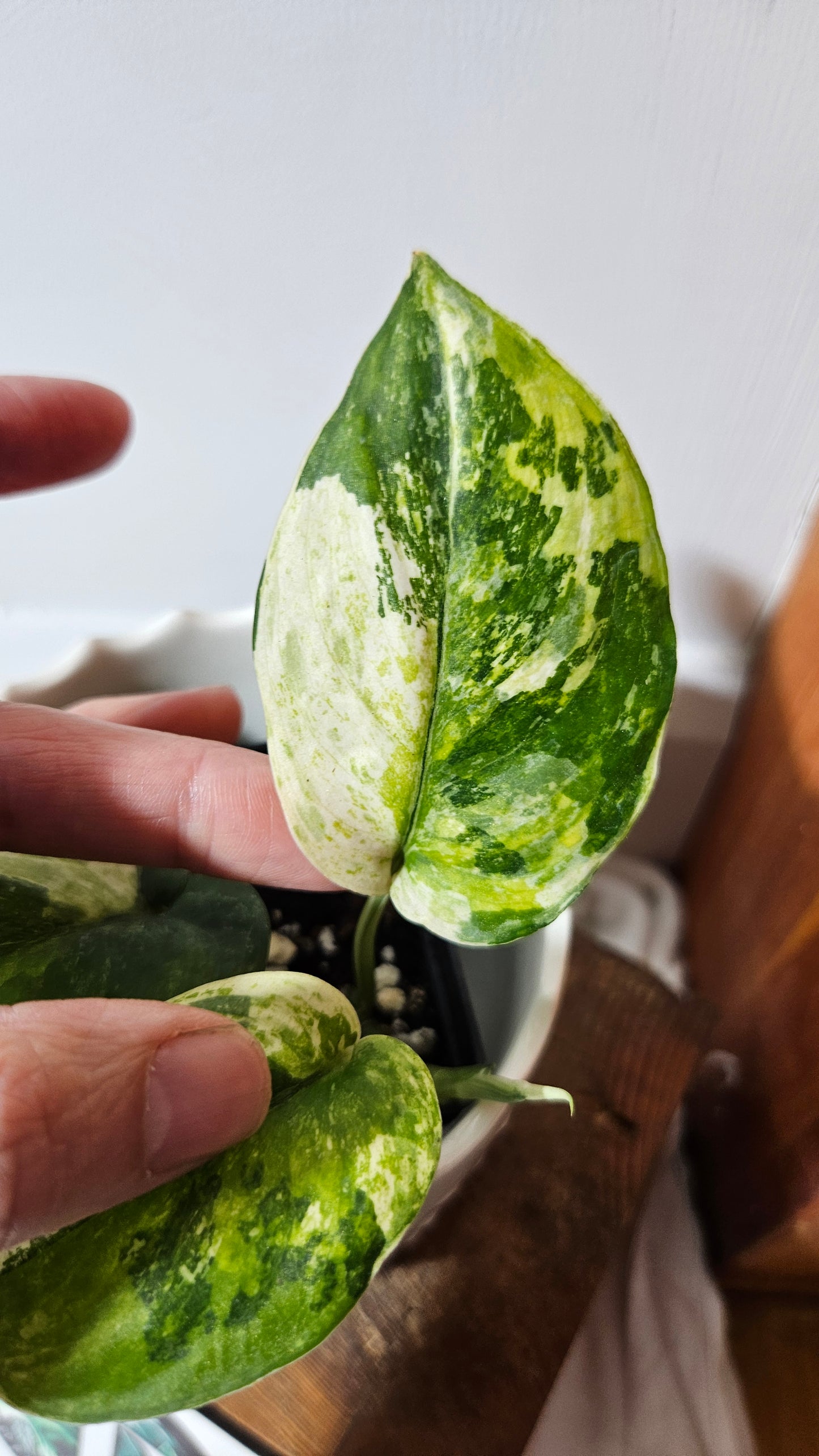 Scindapsus Dark satin Tricolore (SCI-1042)