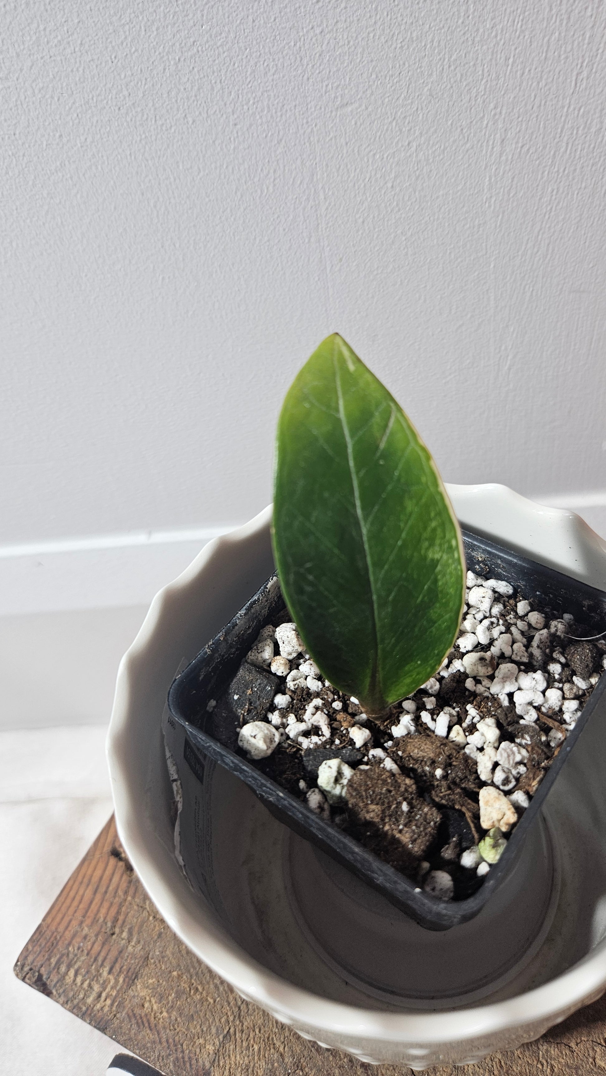 plante zz temperature Zamioculcas zamiifolia Variegata/ZZ (AUT-065)