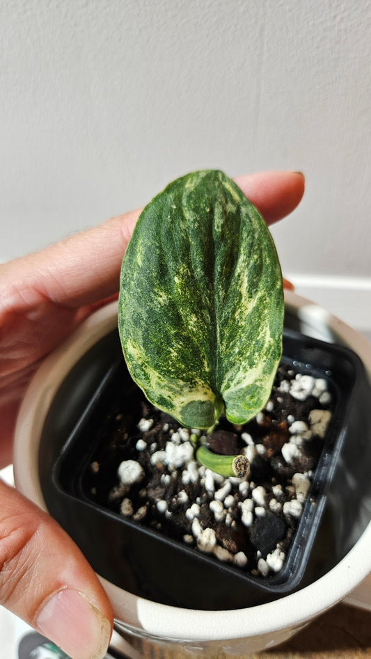 Scindapsus Silver Splash Tricolore (SCI-1154)