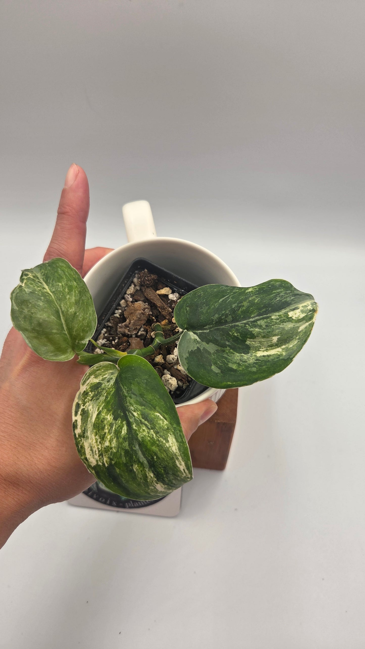 Scindapsus Exotica Salaka Tricolore (SCI-1048)